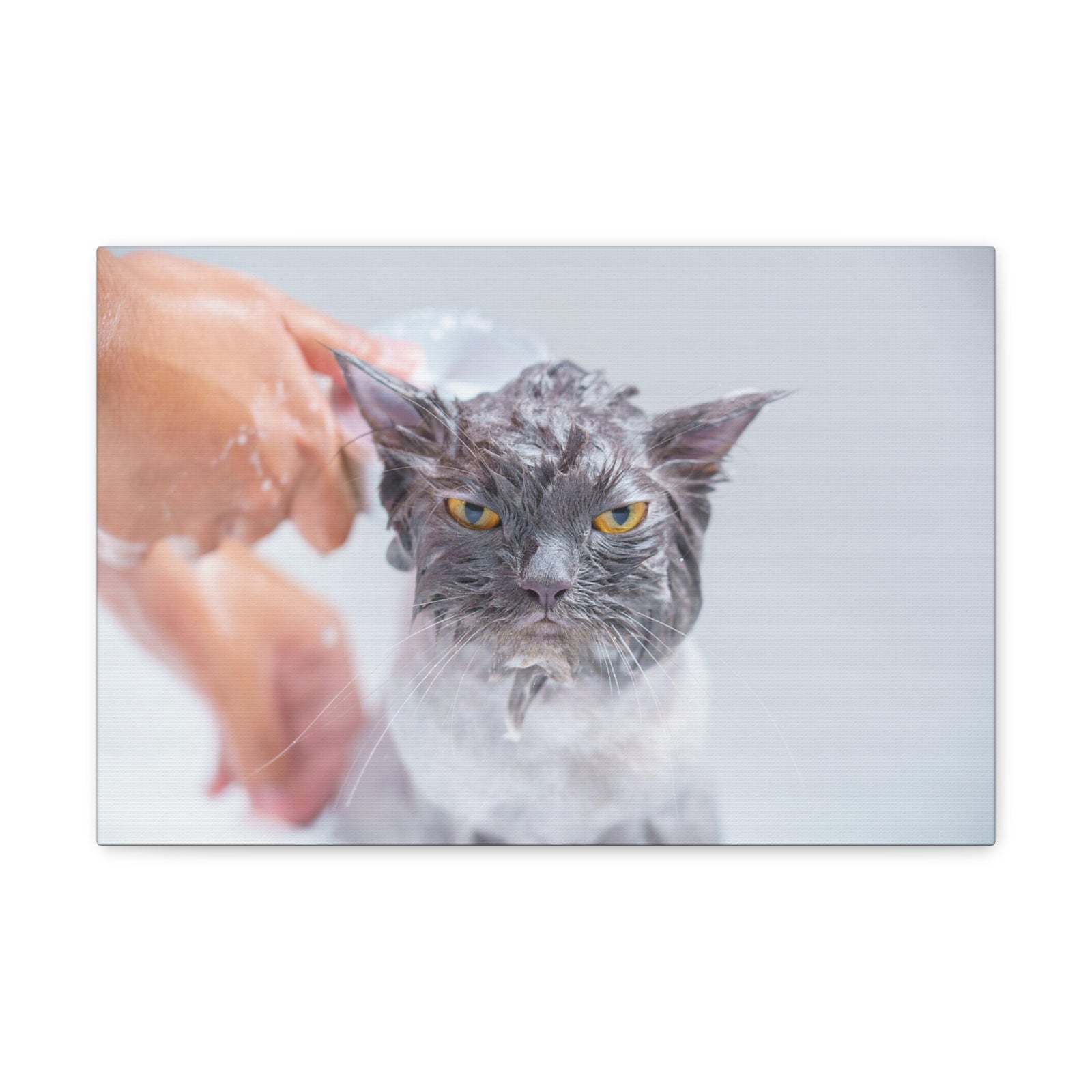 Funny Persian Cat Bathee Canvas Wall Art for Home Decor Ready-to-Hang-Express Your Love Gifts