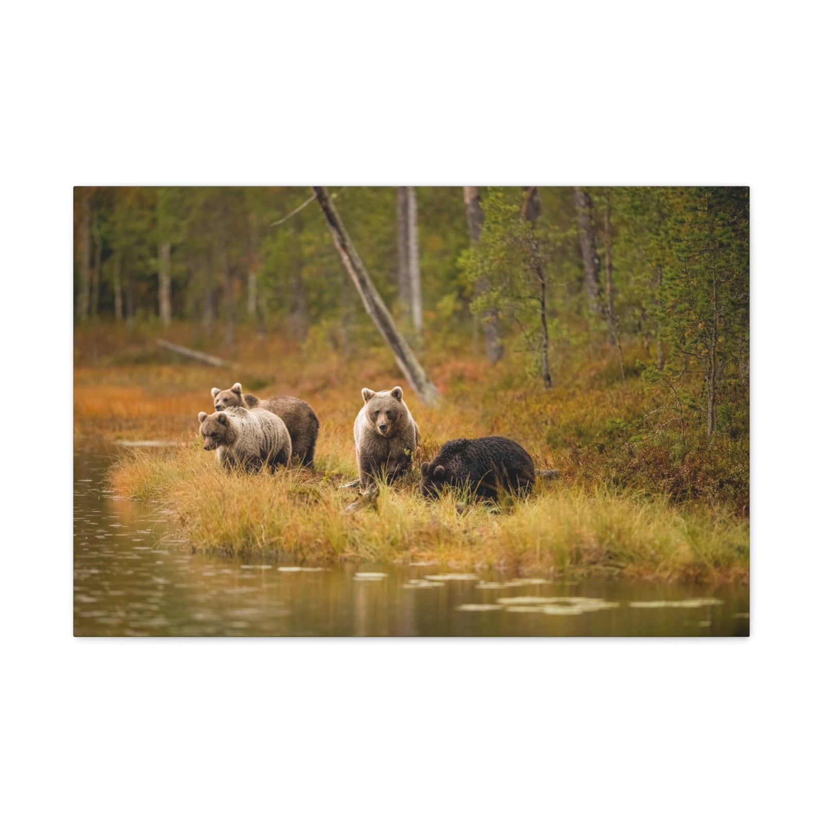 Bears In Spring Forest Nature Wilderness Photography Canvas Wall Art for Home Decor Ready-to-Hang-Express Your Love Gifts