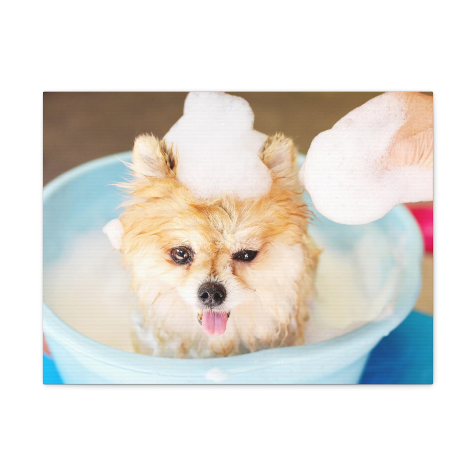 Funny Pomeranian Bathee Canvas Wall Art for Home Decor Ready-to-Hang-Express Your Love Gifts