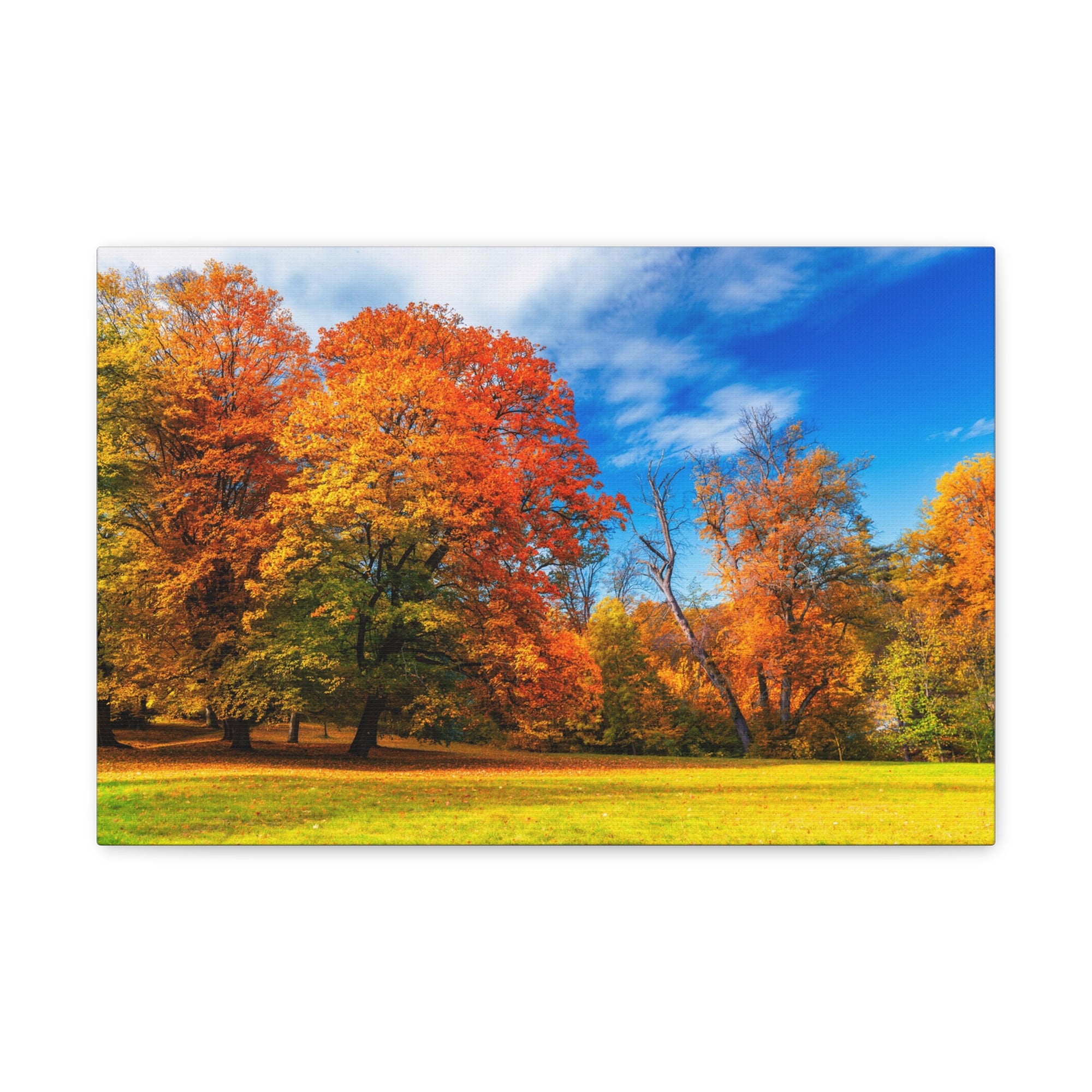 Autumn Fall Scene Beautiful Autumn Forest Path Beauty Nature Scene Bright Light Sun Wall Art Ready to Hang-Express Your Love Gifts