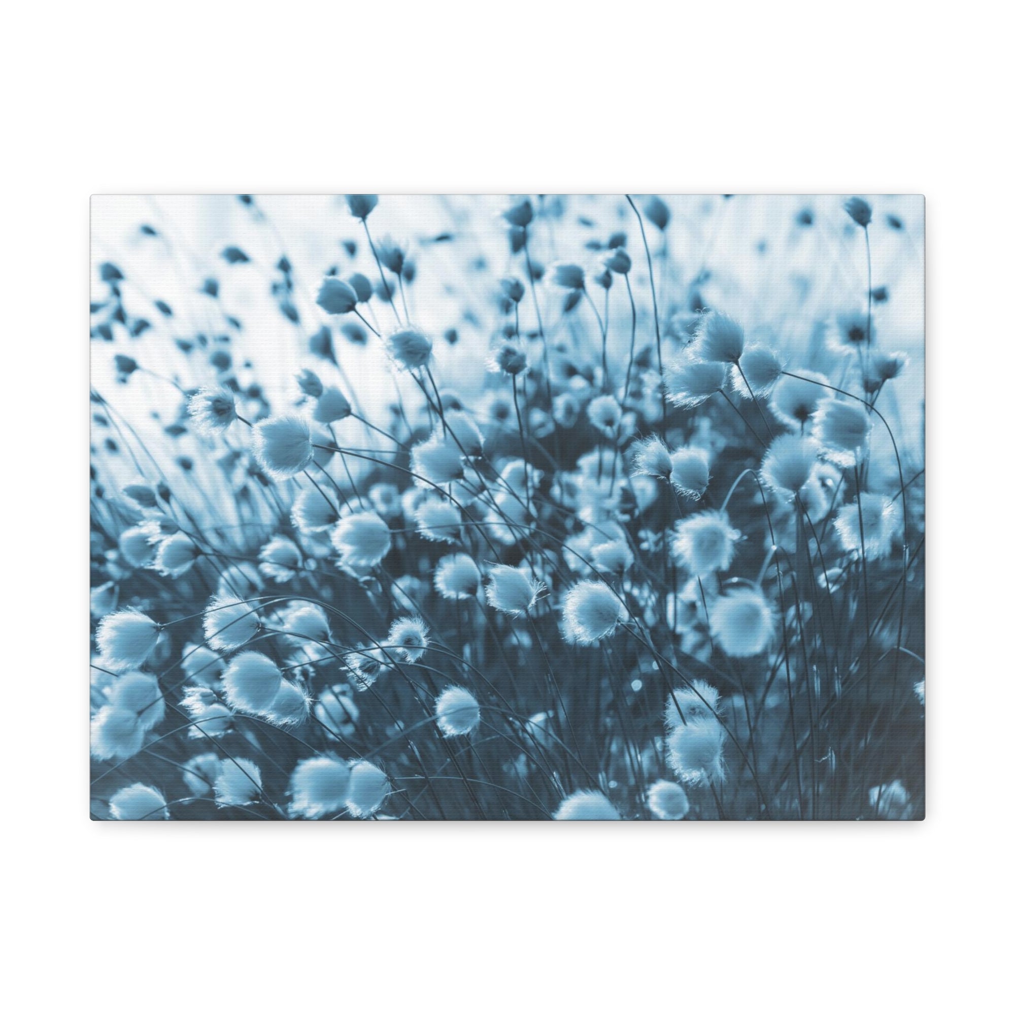 Blooming Cotton Grass In Swamp Misty Morning Canvas Wall Art for Home Decor Ready-to-Hang-Express Your Love Gifts