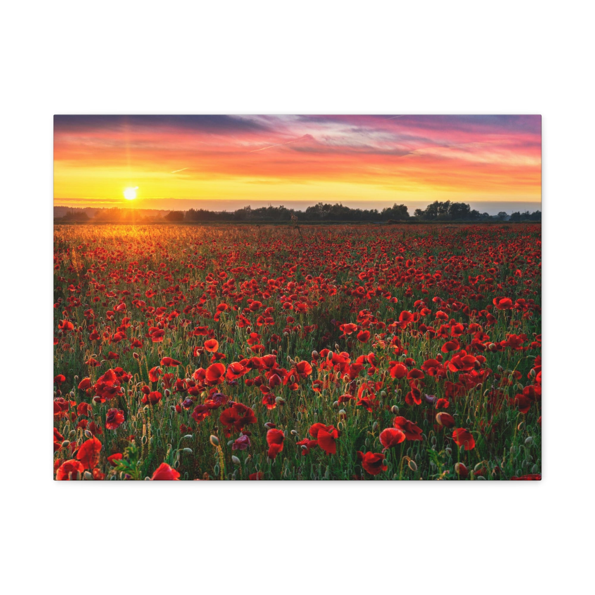 Beautiful Poppy Field During Sunrise Flower Canvas Wall Art for Home Decor Ready-to-Hang-Express Your Love Gifts