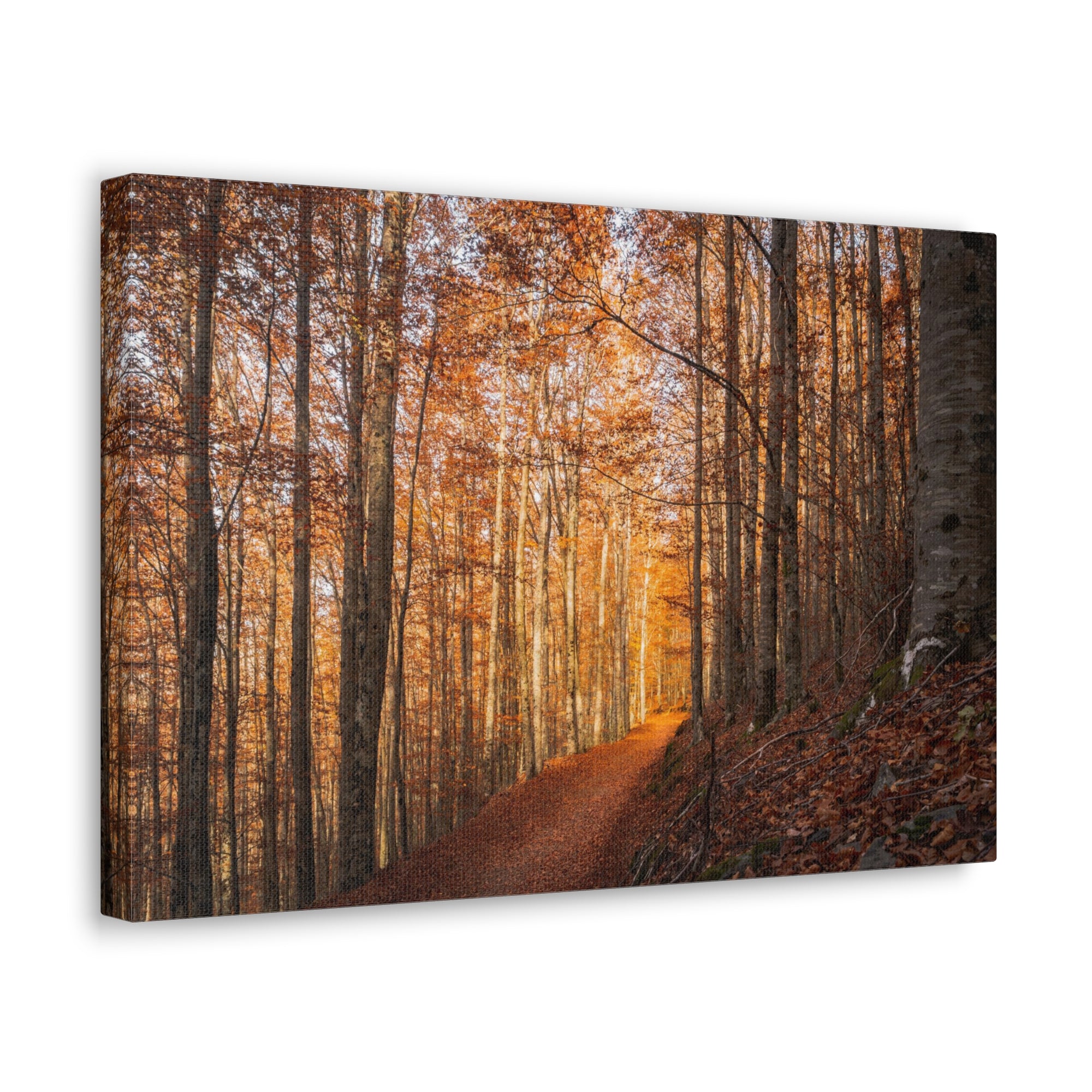 Autumn Forest Tree Trail With Yellow Leaves Nature Wilderness Photography Canvas Wall Art for Home Decor Ready-to-Hang-Express Your Love Gifts