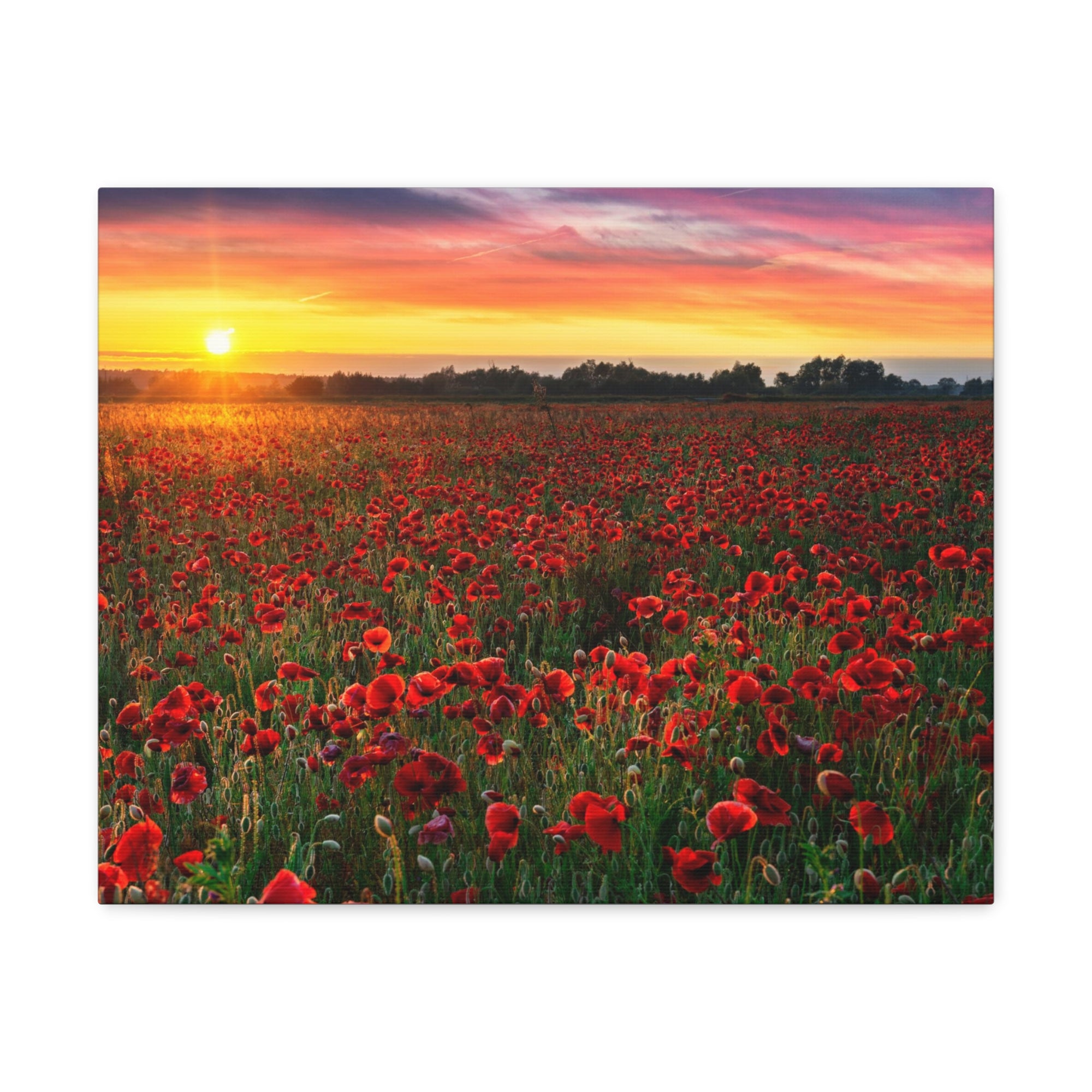 Beautiful Poppy Field During Sunrise Flower Canvas Wall Art for Home Decor Ready-to-Hang-Express Your Love Gifts