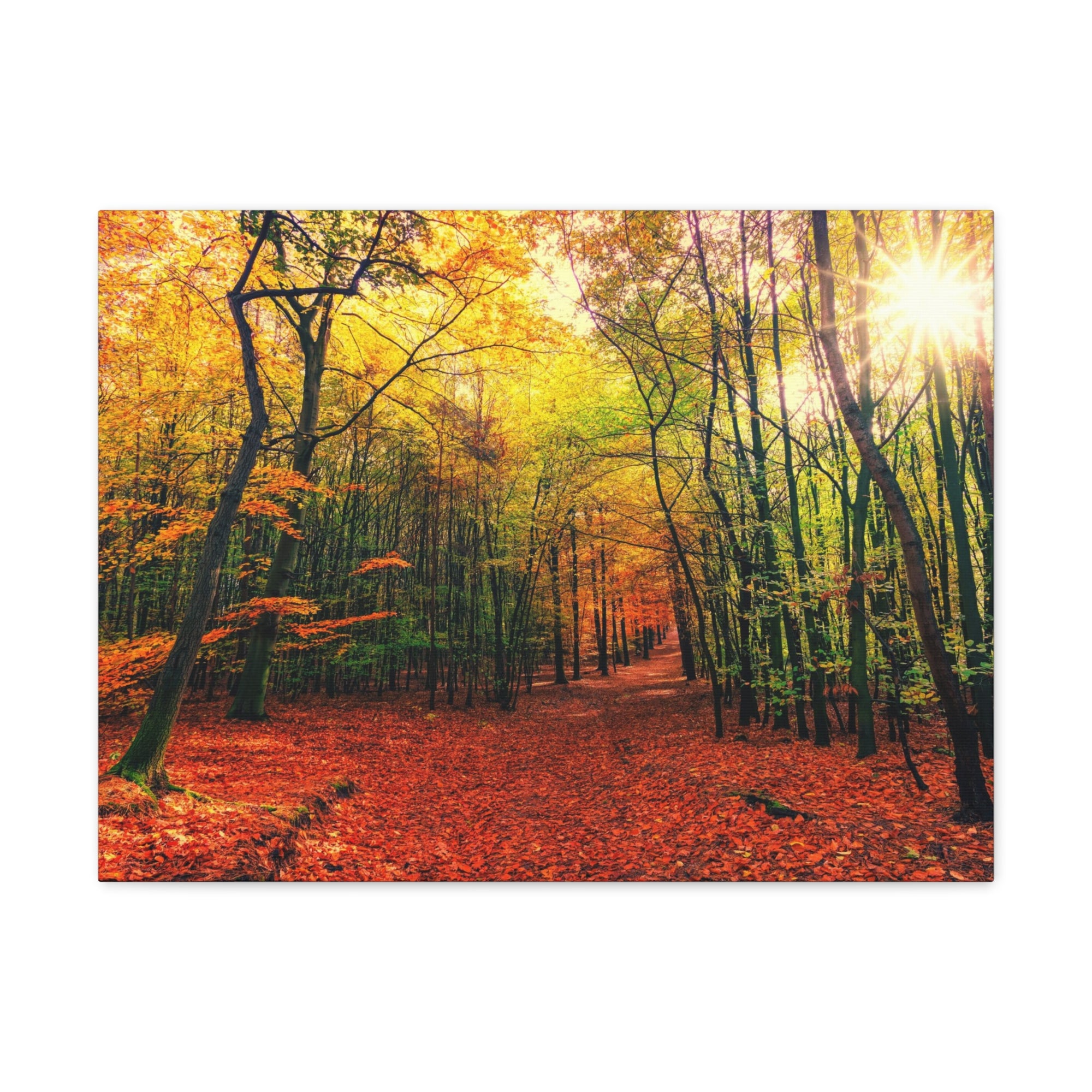 Autumn Forest is Beautiful Forest Floral Nature Photography Canvas Wall Art for Home Decor Ready-to-Hang-Express Your Love Gifts