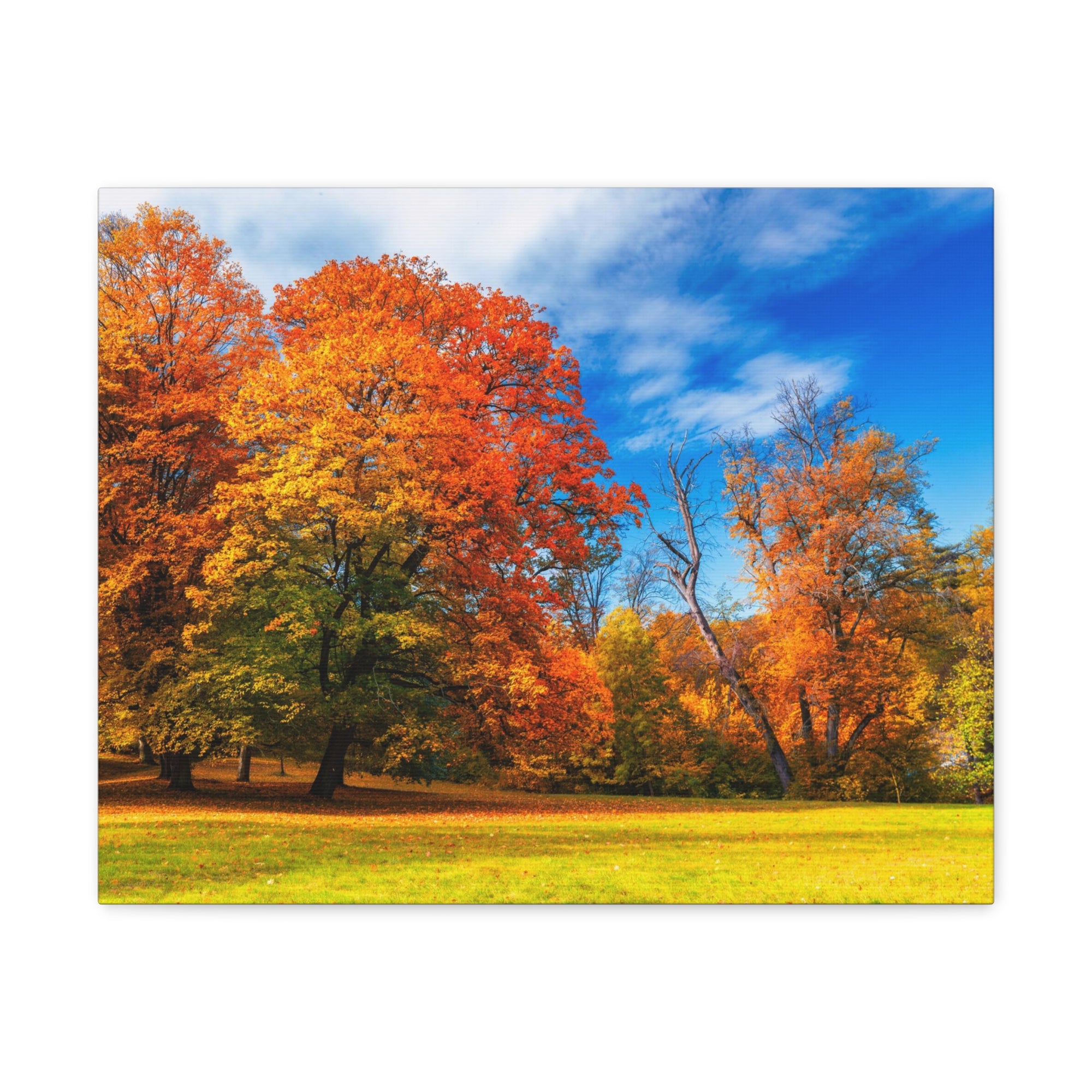 Autumn Fall Scene Beautiful Autumn Forest Path Beauty Nature Scene Bright Light Sun Wall Art Ready to Hang-Express Your Love Gifts