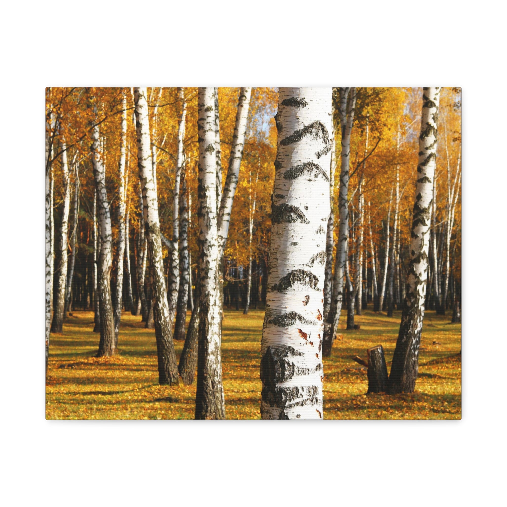 Birch Tree Orange Forest Nature Wilderness Photography Canvas Wall Art for Home Decor Ready-to-Hang-Express Your Love Gifts