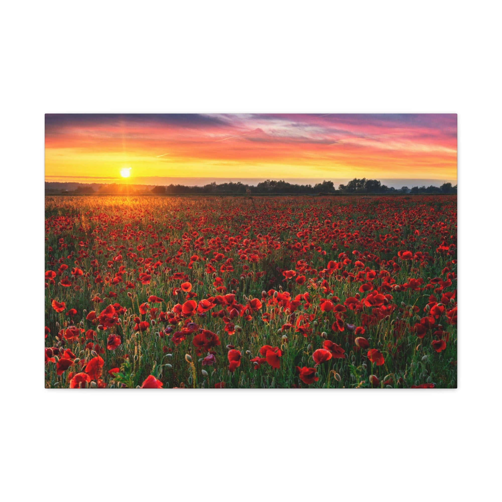 Beautiful Poppy Field During Sunrise Flower Canvas Wall Art for Home Decor Ready-to-Hang-Express Your Love Gifts