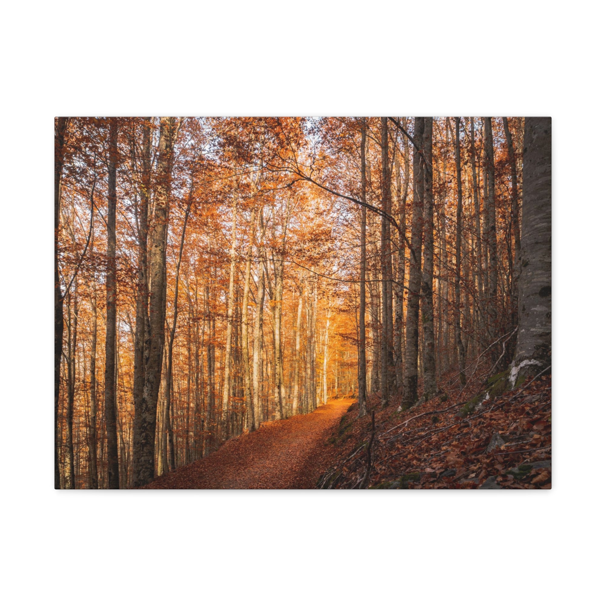 Autumn Forest Tree Trail With Yellow Leaves Nature Wilderness Photography Canvas Wall Art for Home Decor Ready-to-Hang-Express Your Love Gifts