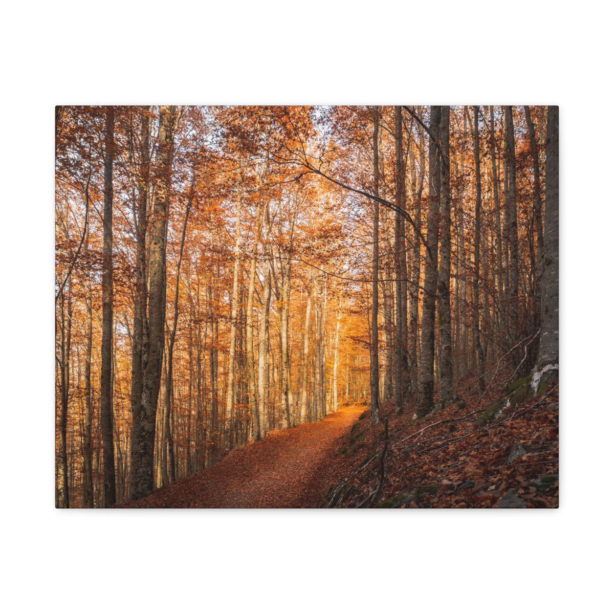 Autumn Forest Tree Trail With Yellow Leaves Nature Wilderness Photography Canvas Wall Art for Home Decor Ready-to-Hang-Express Your Love Gifts