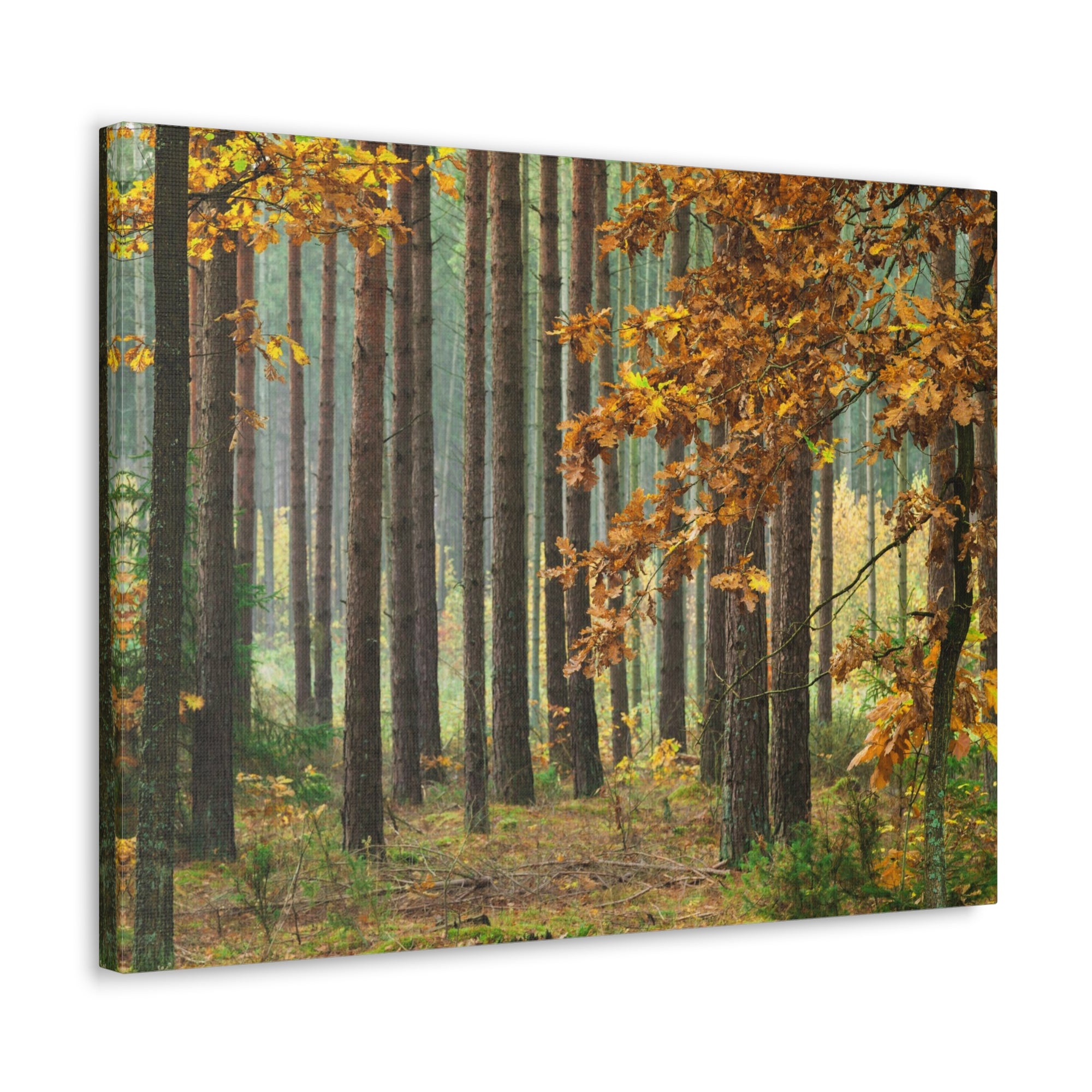 Autumn Forest Orange Tree Nature Wilderness Photography Canvas Wall Art for Home Decor Ready-to-Hang-Express Your Love Gifts