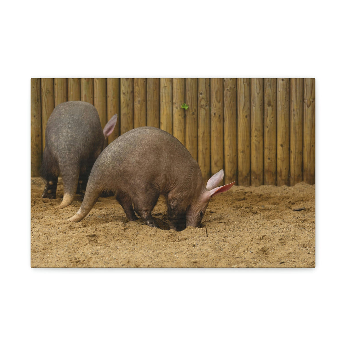 Scripture Walls Aardvark Digging In Soil Aardvark Couple Print Animal Wall Art Wildlife Canvas Prints Wall Art Ready to Hang Unframed-Express Your Love Gifts