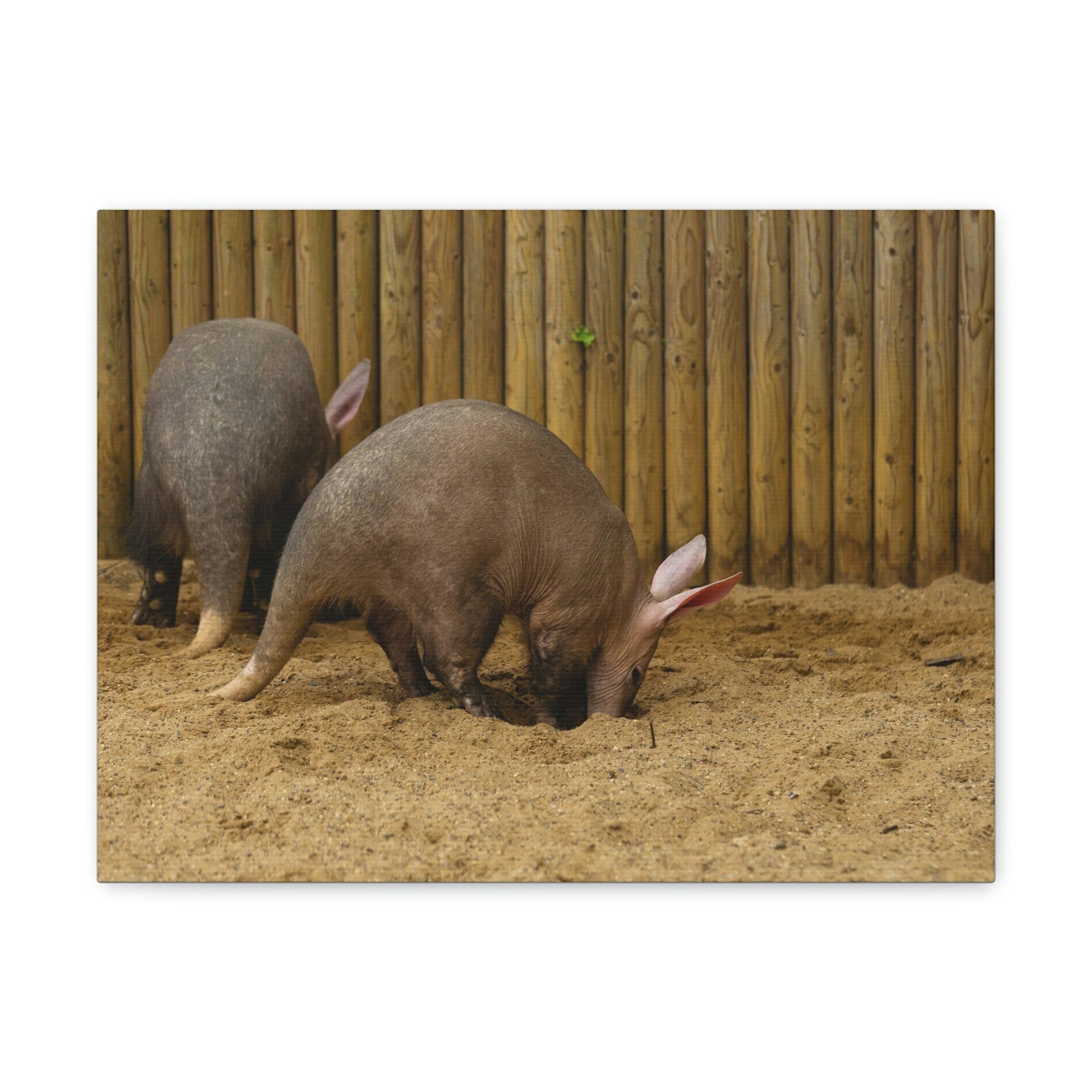 Scripture Walls Aardvark Digging In Soil Aardvark Couple Print Animal Wall Art Wildlife Canvas Prints Wall Art Ready to Hang Unframed-Express Your Love Gifts