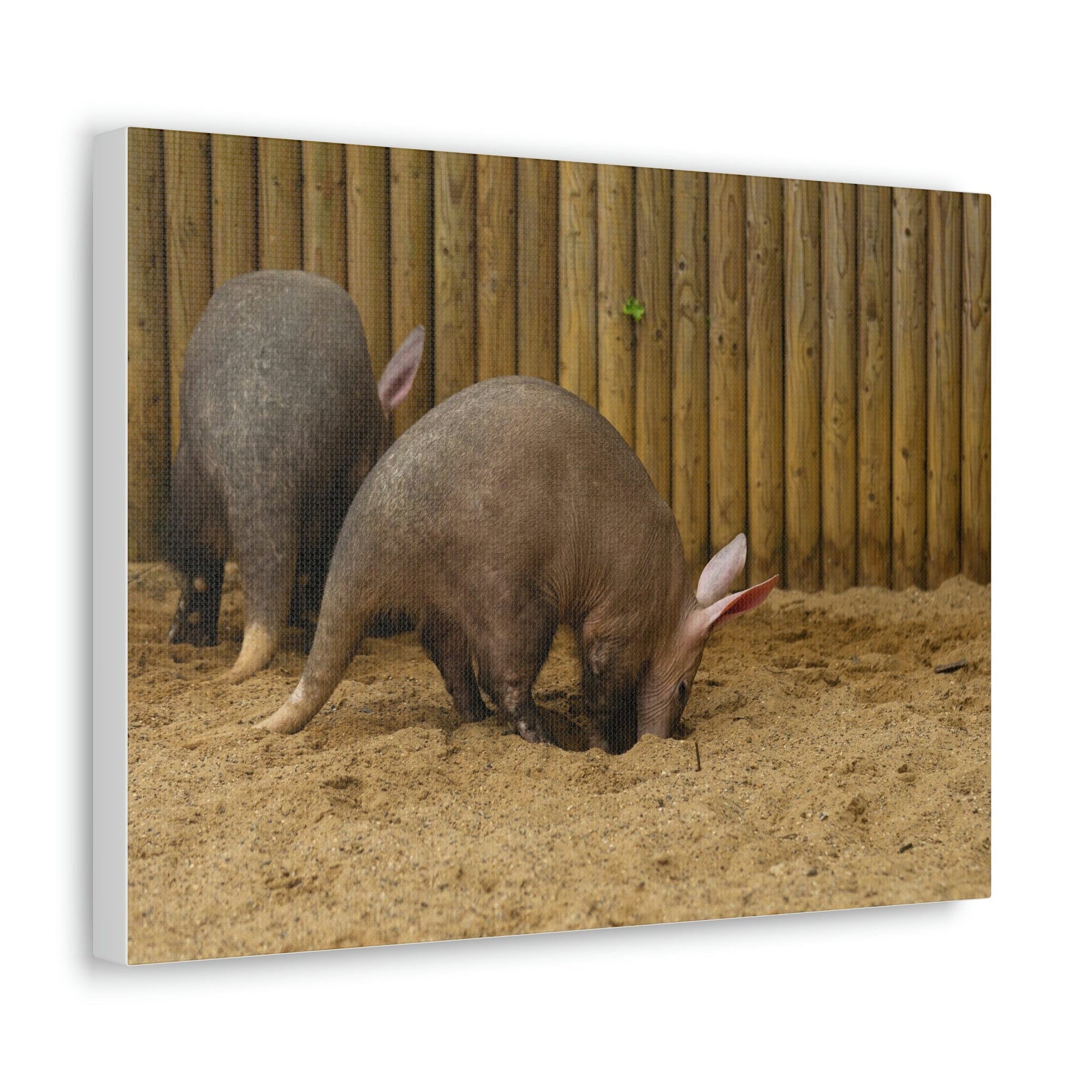 Scripture Walls Aardvark Digging In Soil Aardvark Couple Print Animal Wall Art Wildlife Canvas Prints Wall Art Ready to Hang Unframed-Express Your Love Gifts