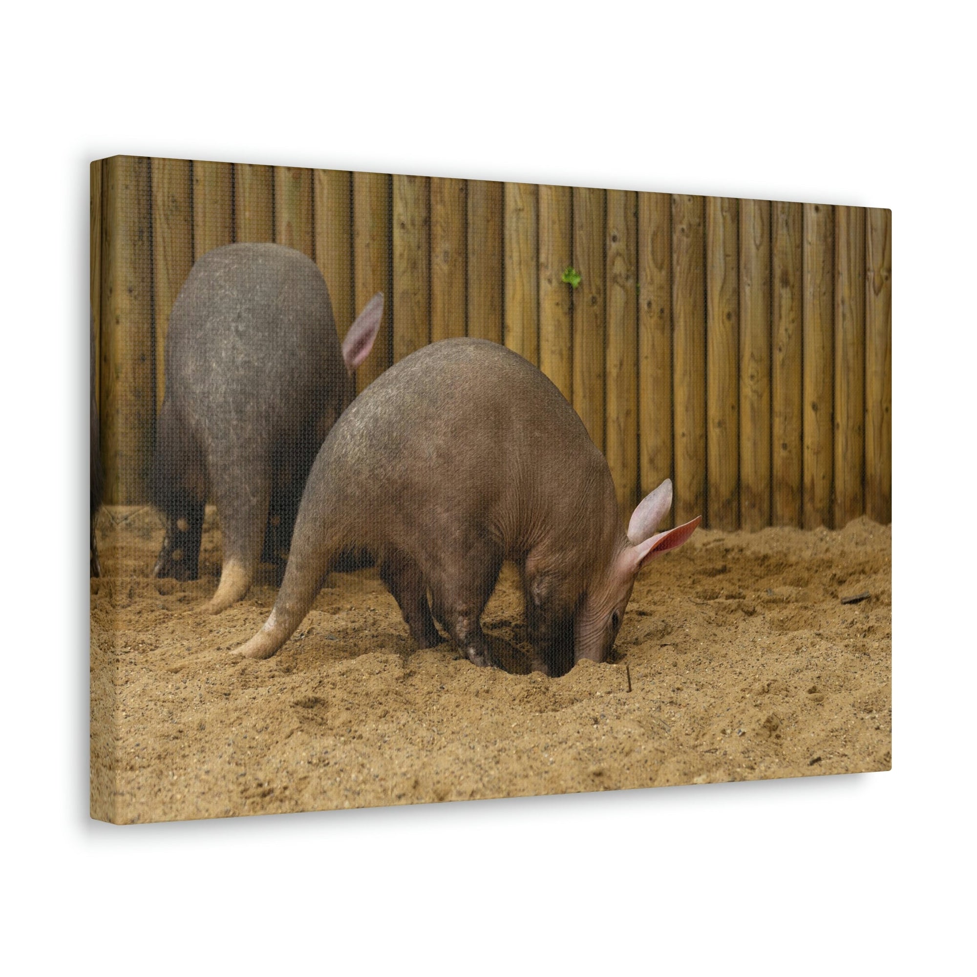 Scripture Walls Aardvark Digging In Soil Aardvark Couple Print Animal Wall Art Wildlife Canvas Prints Wall Art Ready to Hang Unframed-Express Your Love Gifts