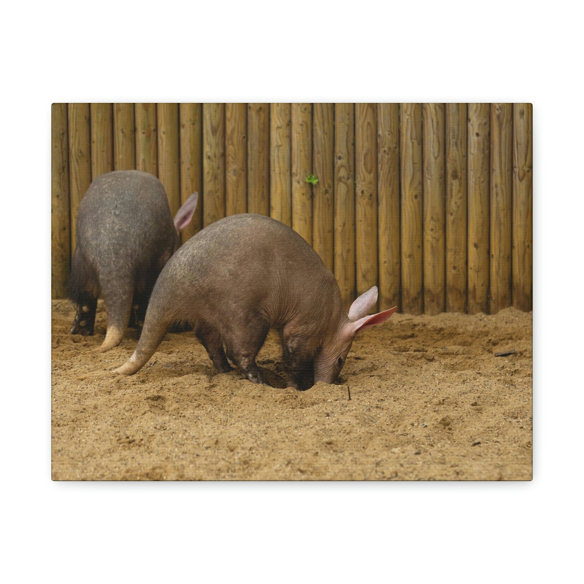 Scripture Walls Aardvark Digging In Soil Aardvark Couple Print Animal Wall Art Wildlife Canvas Prints Wall Art Ready to Hang Unframed-Express Your Love Gifts