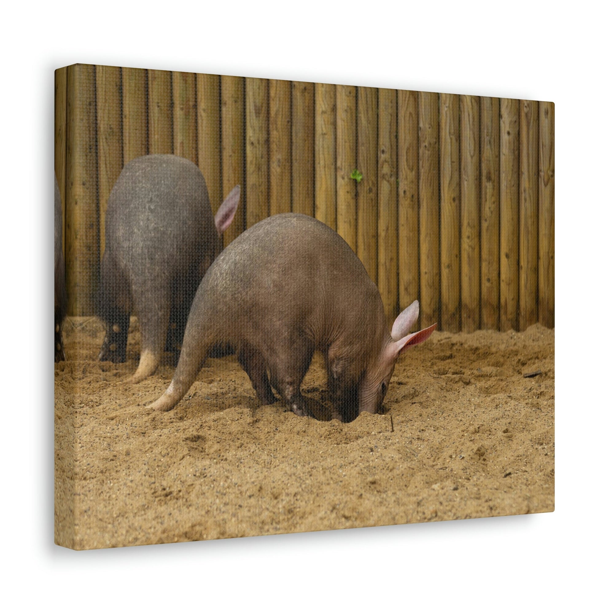 Scripture Walls Aardvark Digging In Soil Aardvark Couple Print Animal Wall Art Wildlife Canvas Prints Wall Art Ready to Hang Unframed-Express Your Love Gifts