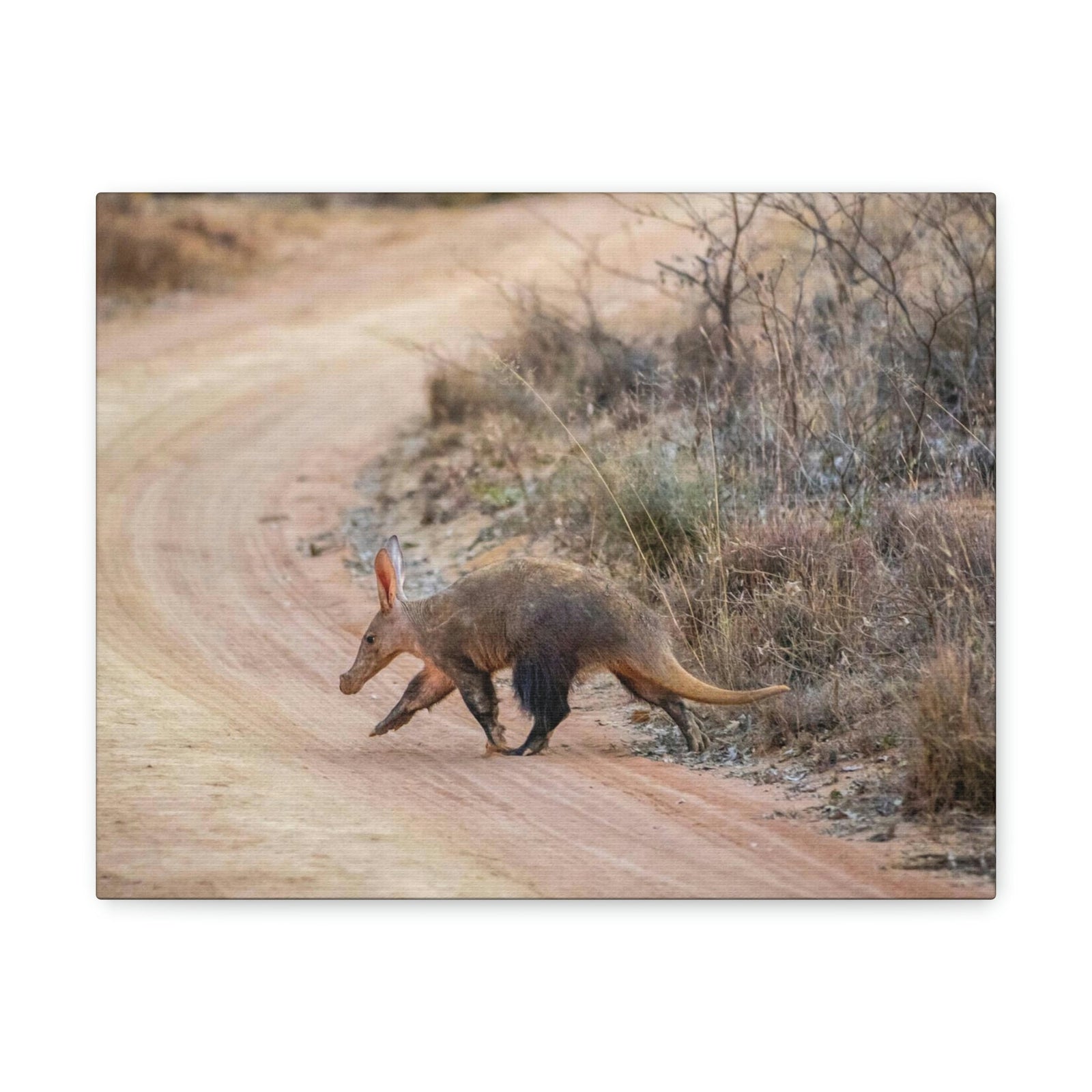 Scripture Walls Aardvark Hunting Aardvark on Hunt Print Animal Wall Art Wildlife Canvas Prints Wall Art Ready to Hang Unframed-Express Your Love Gifts