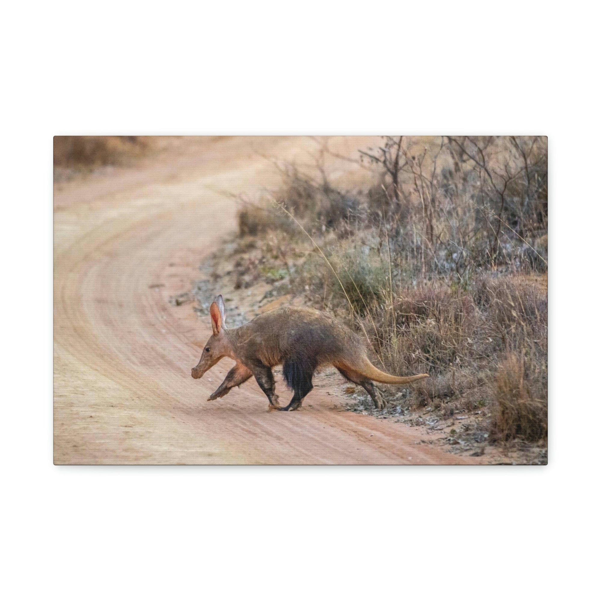 Scripture Walls Aardvark Hunting Aardvark on Hunt Print Animal Wall Art Wildlife Canvas Prints Wall Art Ready to Hang Unframed-Express Your Love Gifts