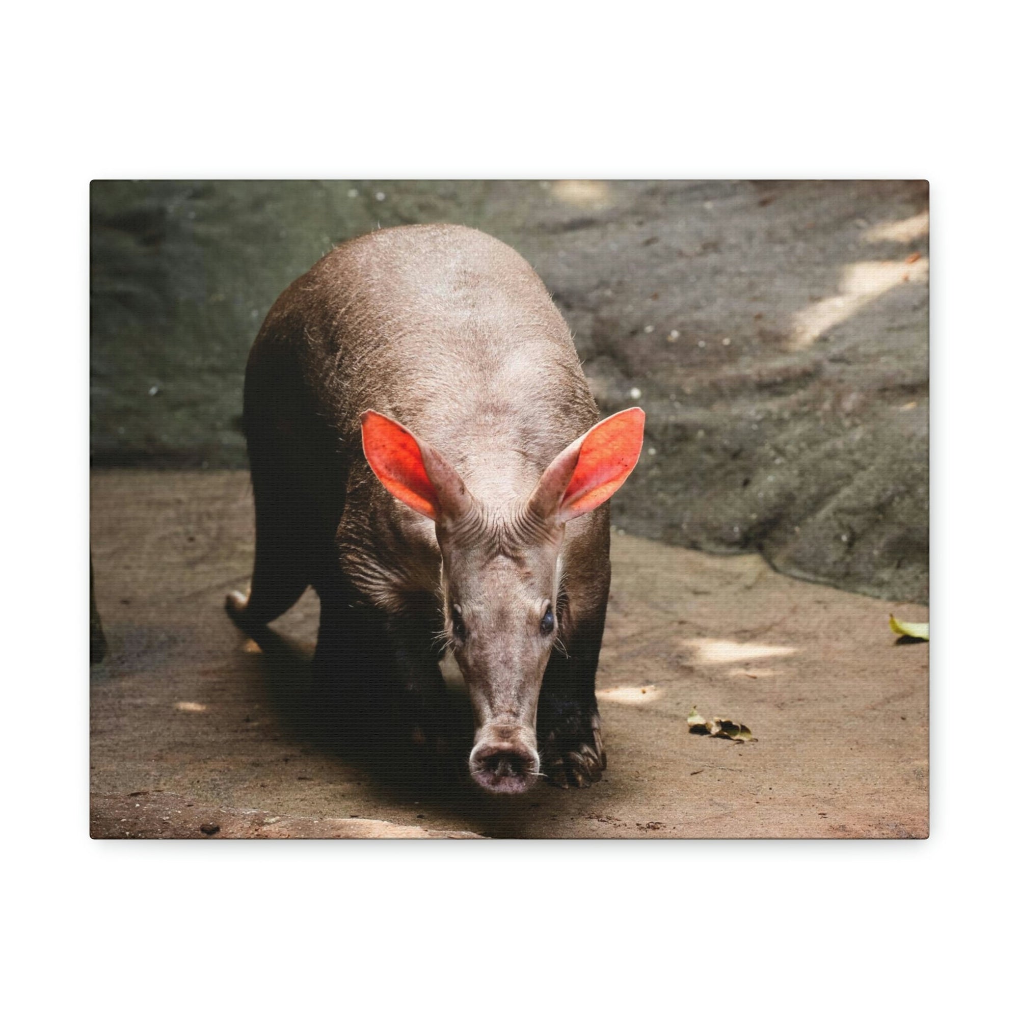 Aardvark On The Move Staring Aardvark Outdoor Wall Art Ready to Hang Unframed-Express Your Love Gifts