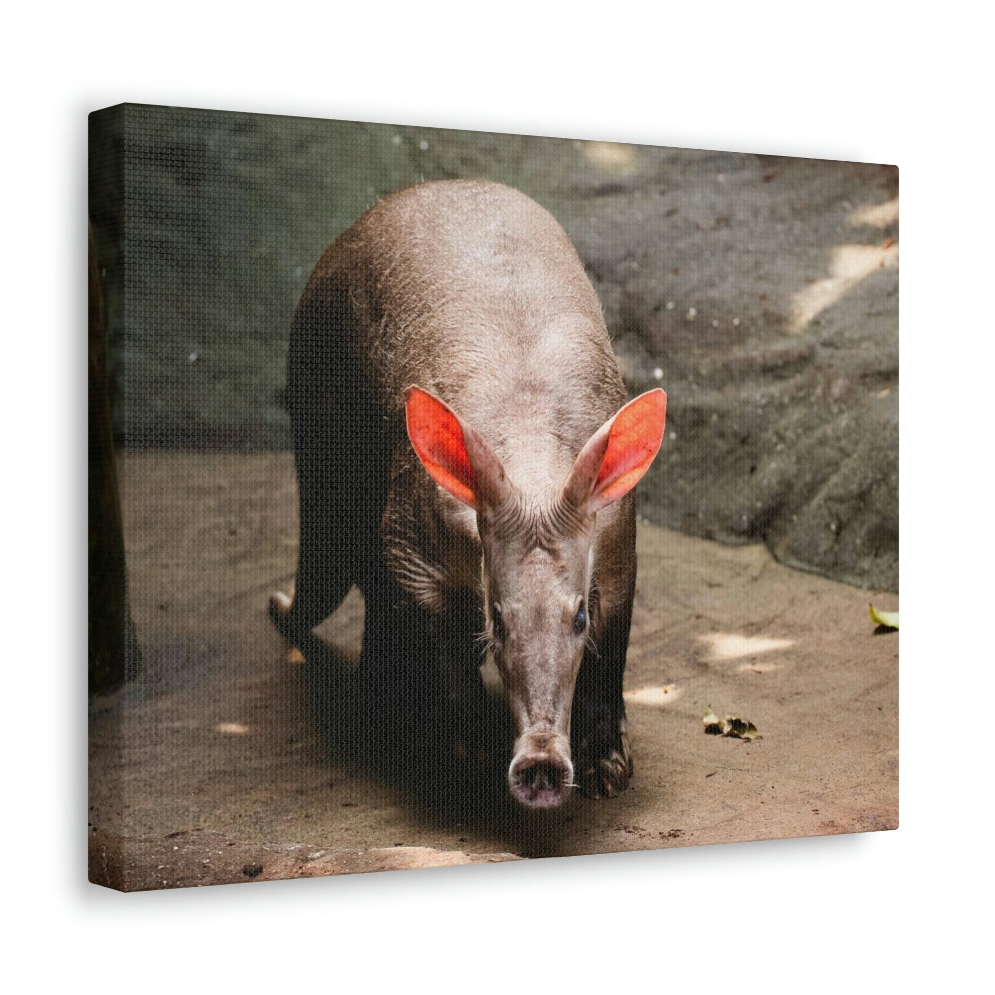 Aardvark On The Move Staring Aardvark Outdoor Wall Art Ready to Hang Unframed-Express Your Love Gifts