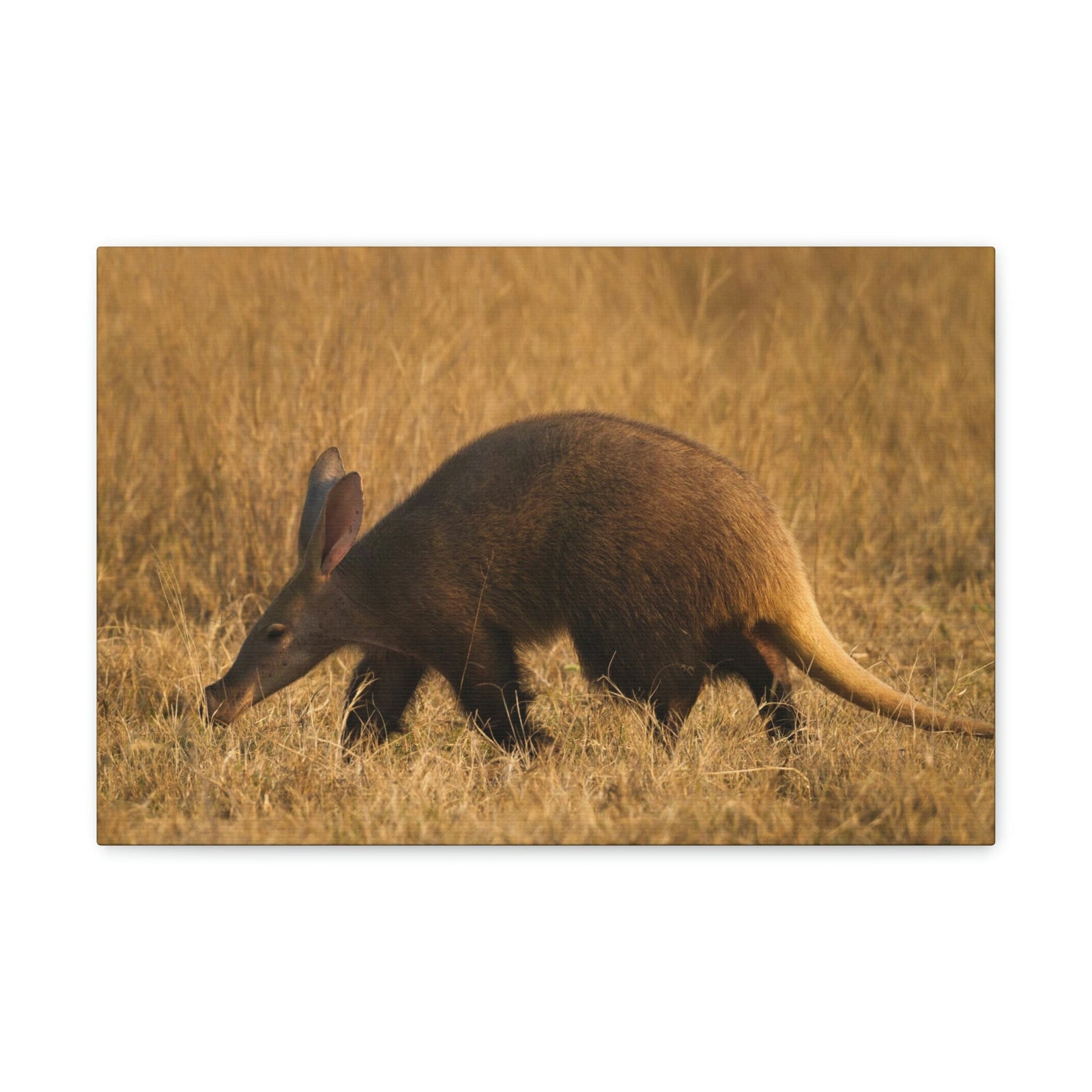 Aardvark Walks In Last Light Of Day Sneaking Aardvark Outdoor Wall Art Ready To Hang Unframed-Express Your Love Gifts