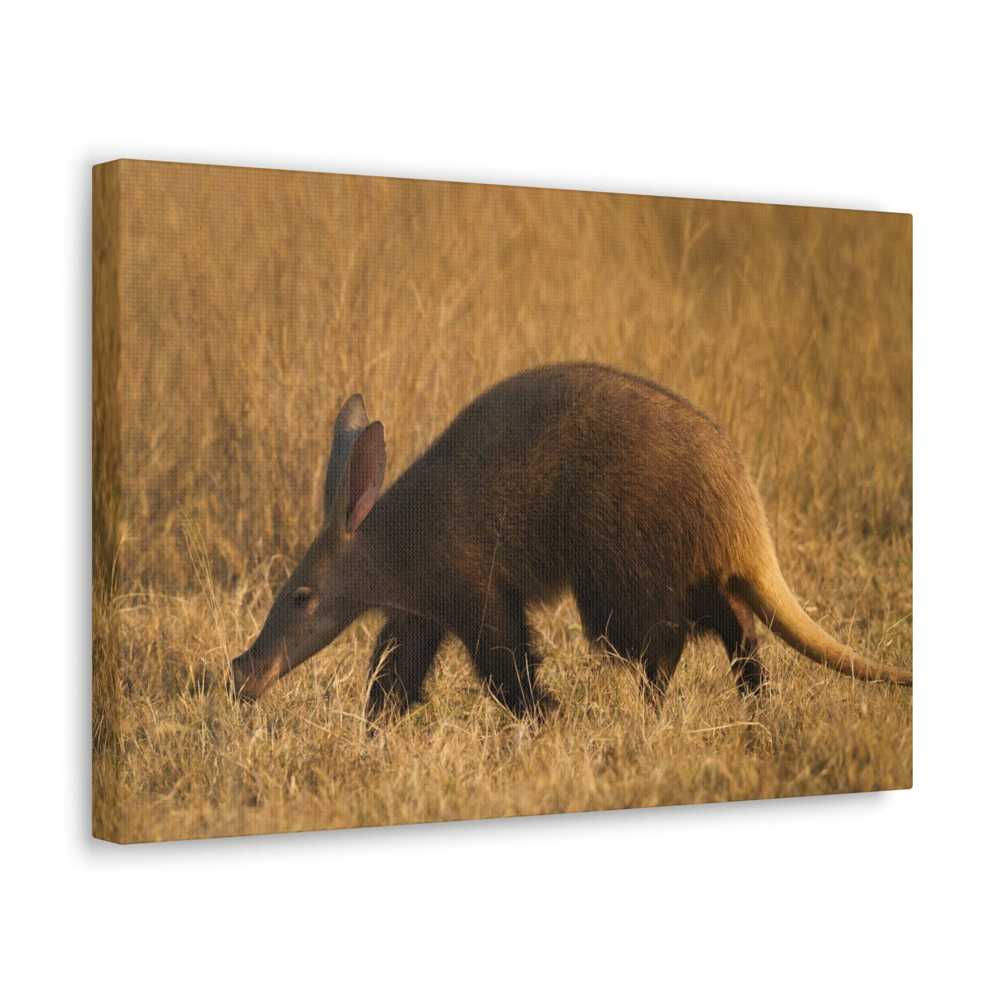 Aardvark Walks In Last Light Of Day Sneaking Aardvark Outdoor Wall Art Ready To Hang Unframed-Express Your Love Gifts