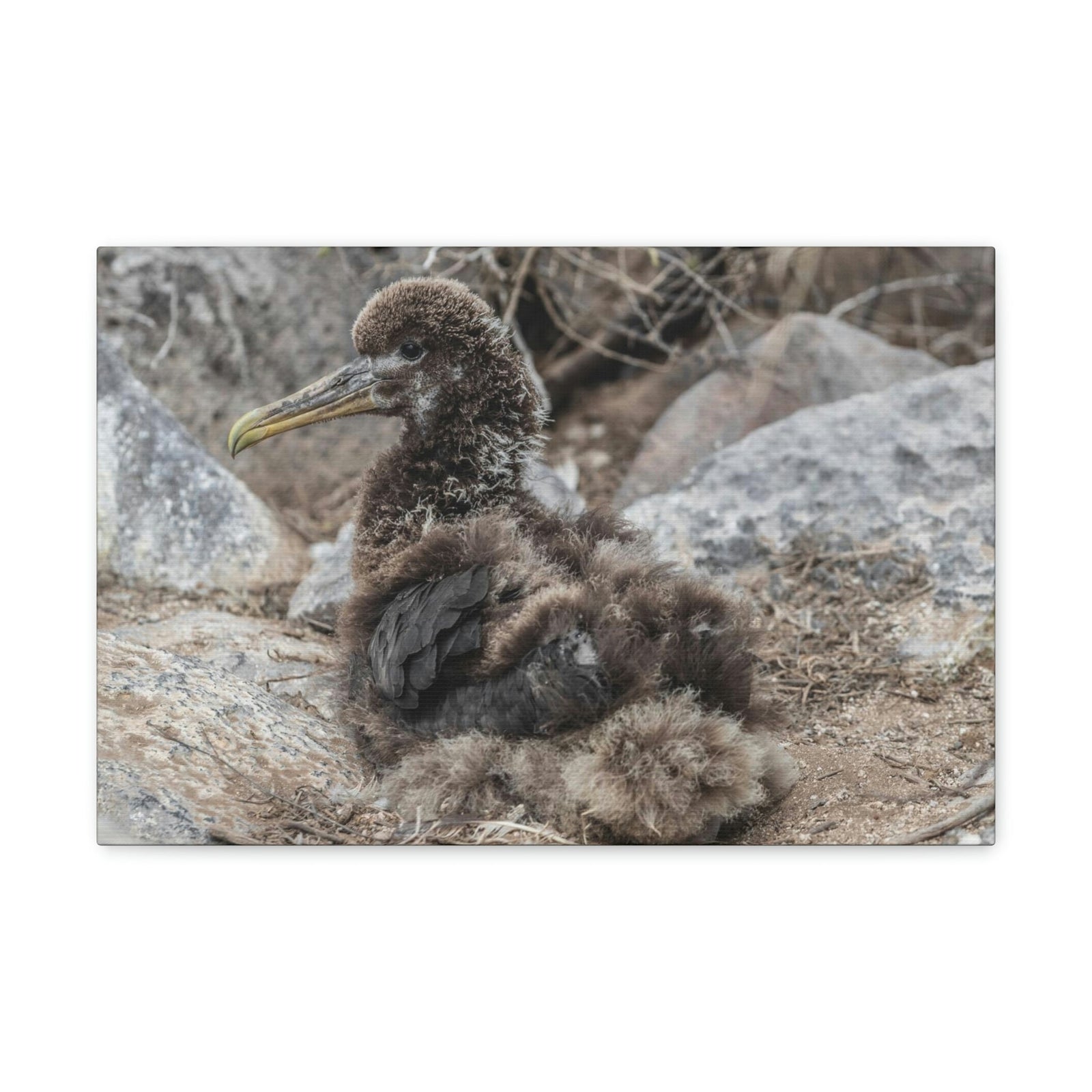 Adorable Baby Albatross Sitting Albatross Outdoor Wall Art Ready To Hang Unframed-Express Your Love Gifts