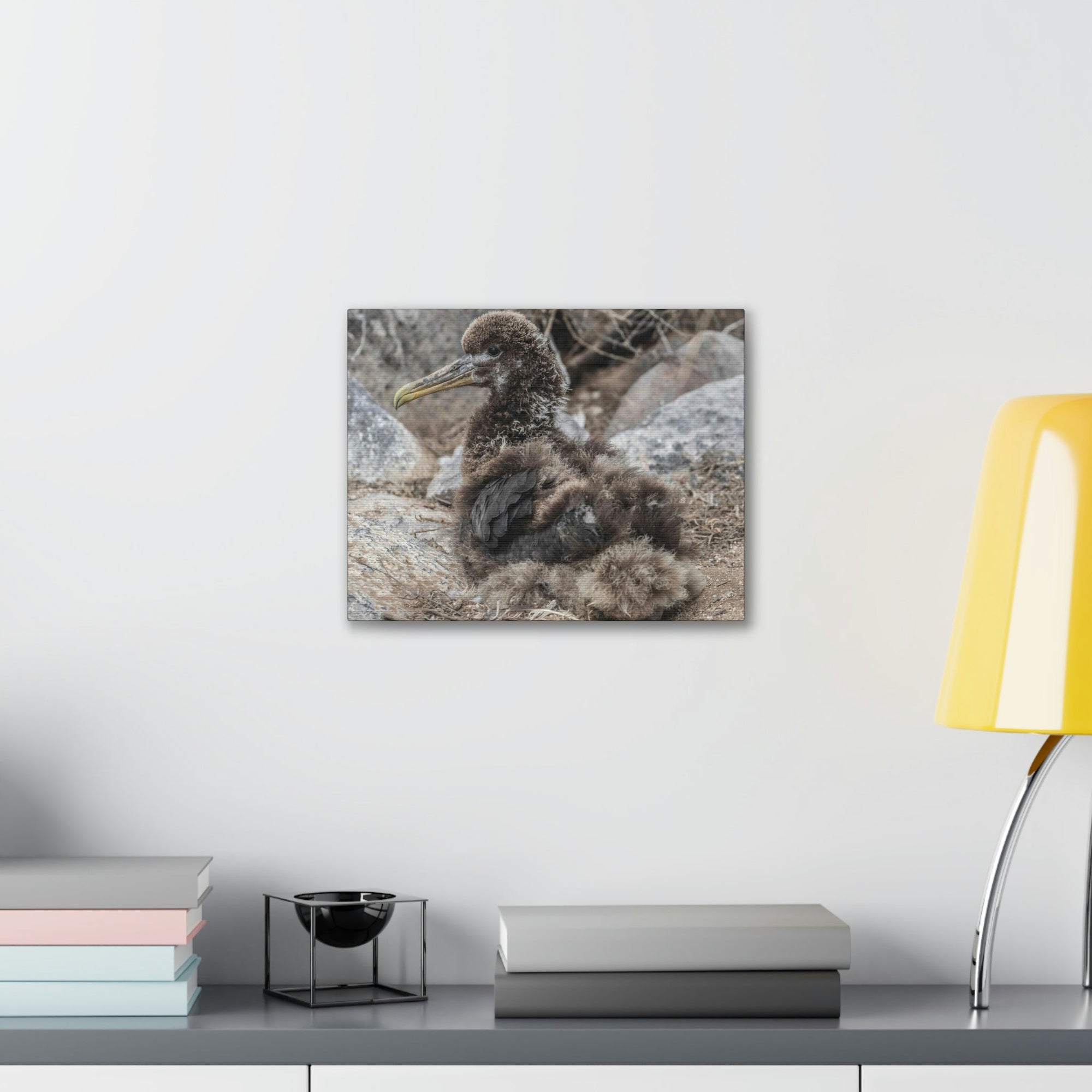 Adorable Baby Albatross Sitting Albatross Outdoor Wall Art Ready To Hang Unframed-Express Your Love Gifts