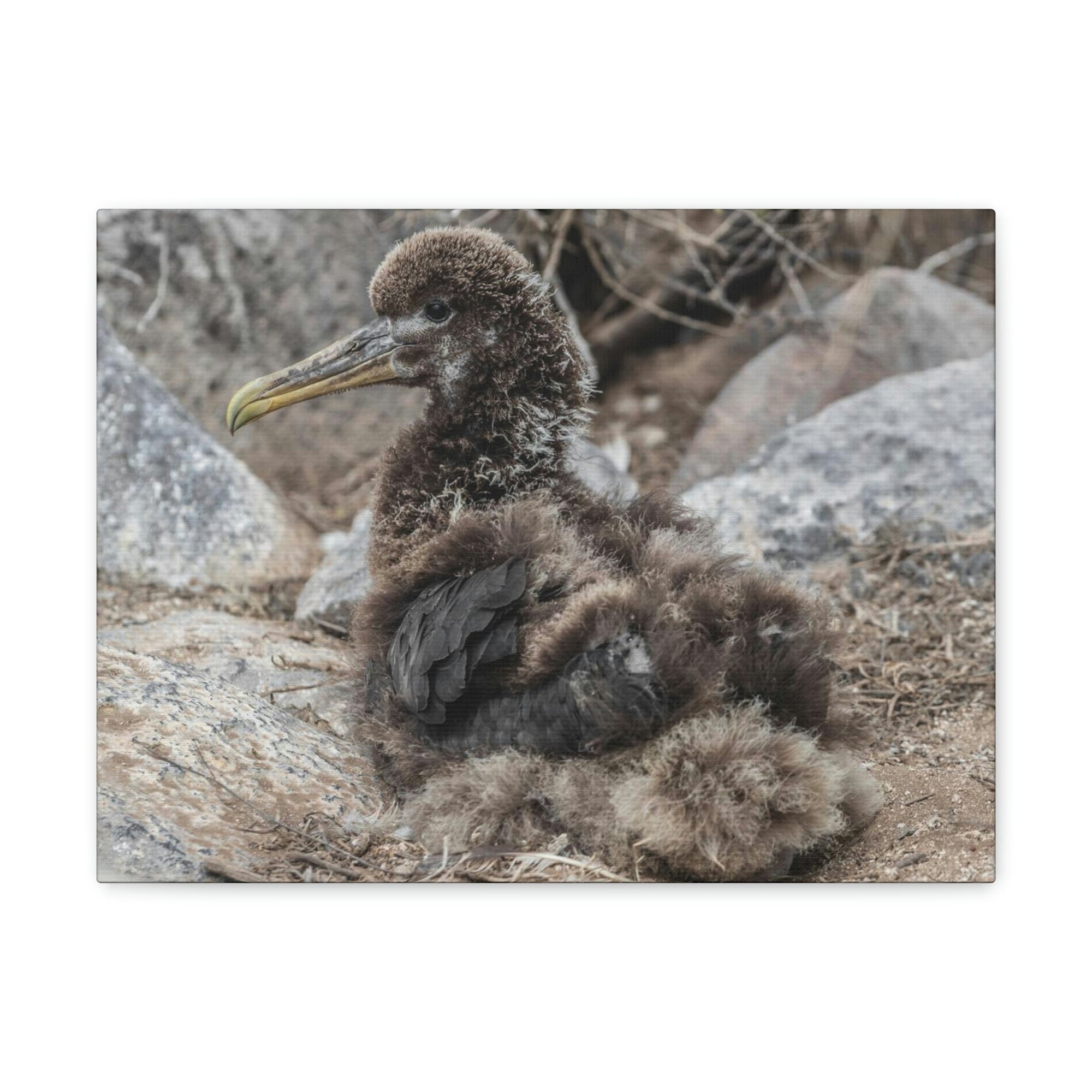 Adorable Baby Albatross Sitting Albatross Outdoor Wall Art Ready To Hang Unframed-Express Your Love Gifts