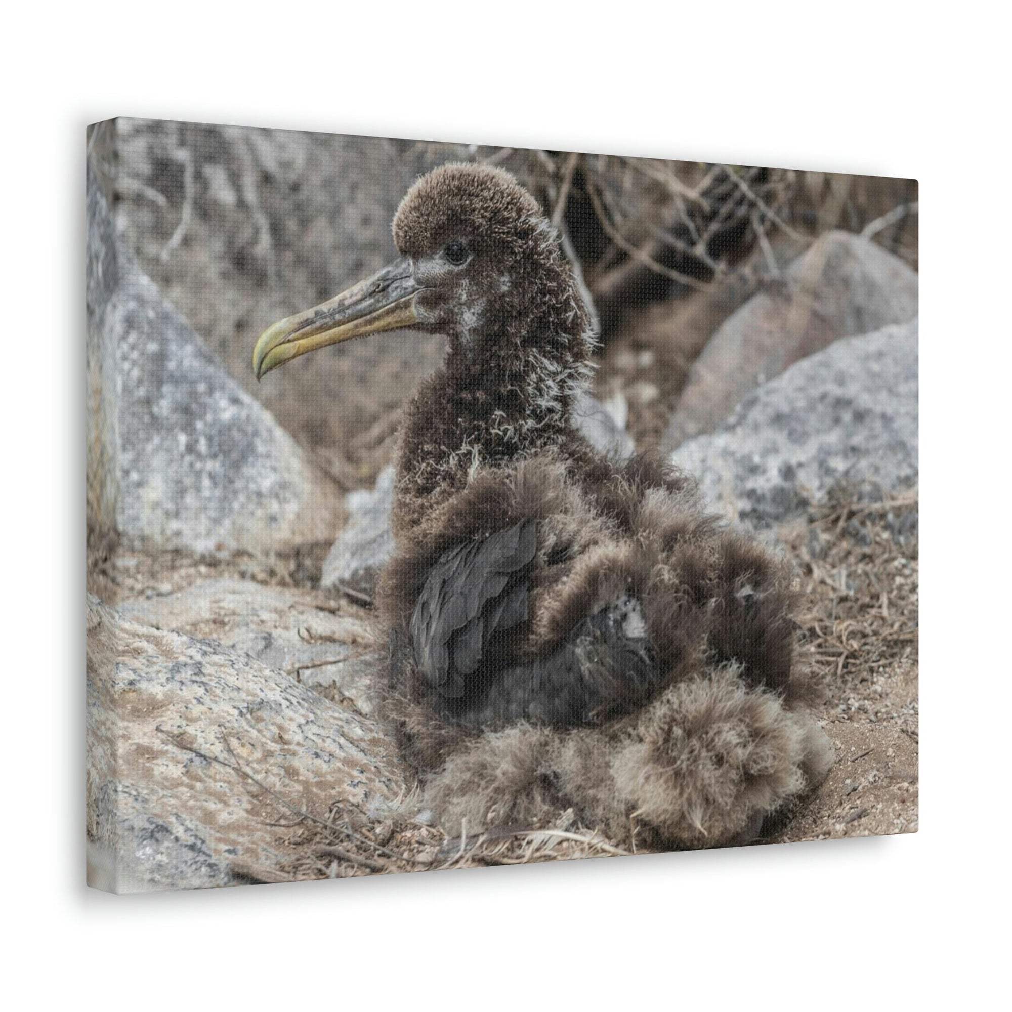 Adorable Baby Albatross Sitting Albatross Outdoor Wall Art Ready To Hang Unframed-Express Your Love Gifts