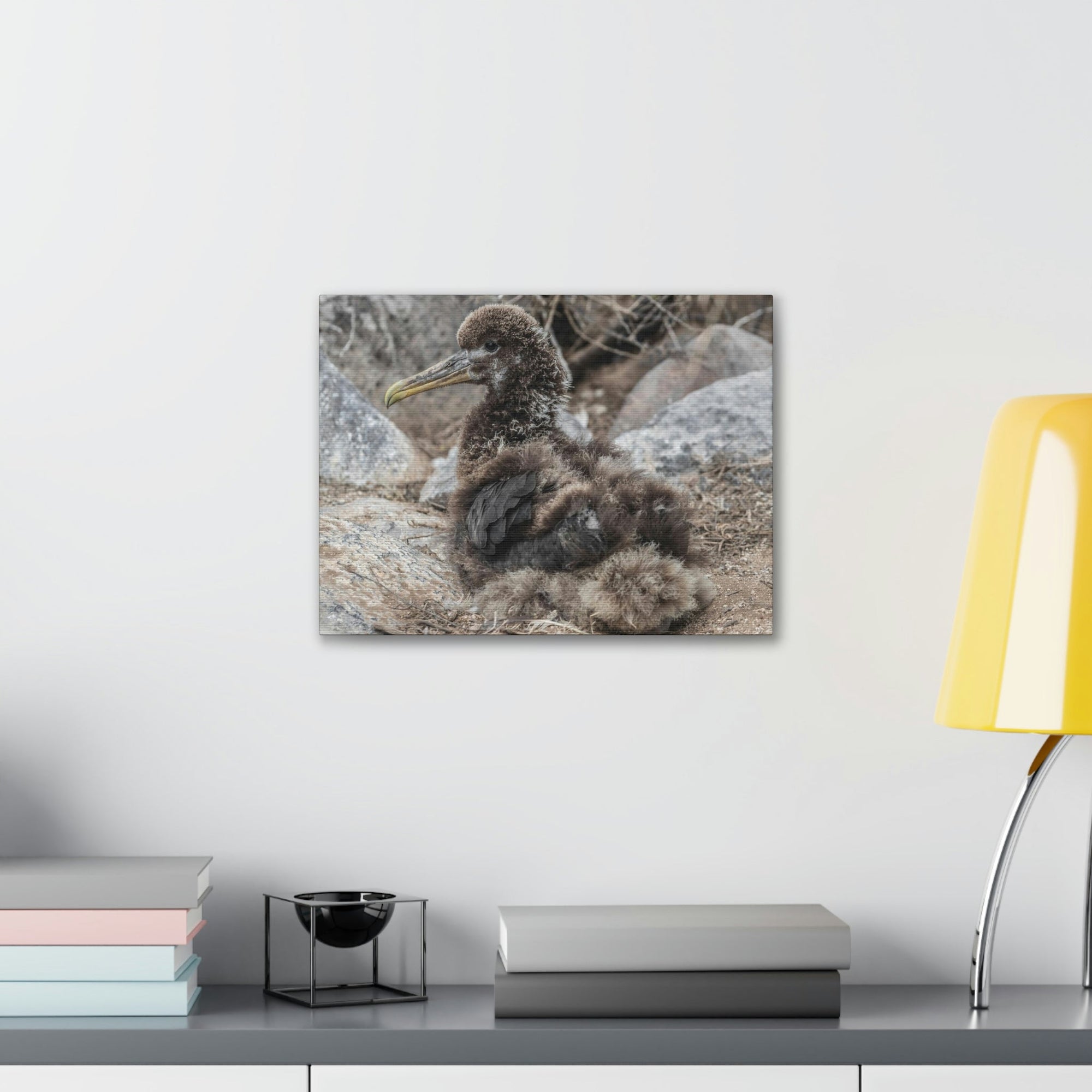 Adorable Baby Albatross Sitting Albatross Outdoor Wall Art Ready To Hang Unframed-Express Your Love Gifts