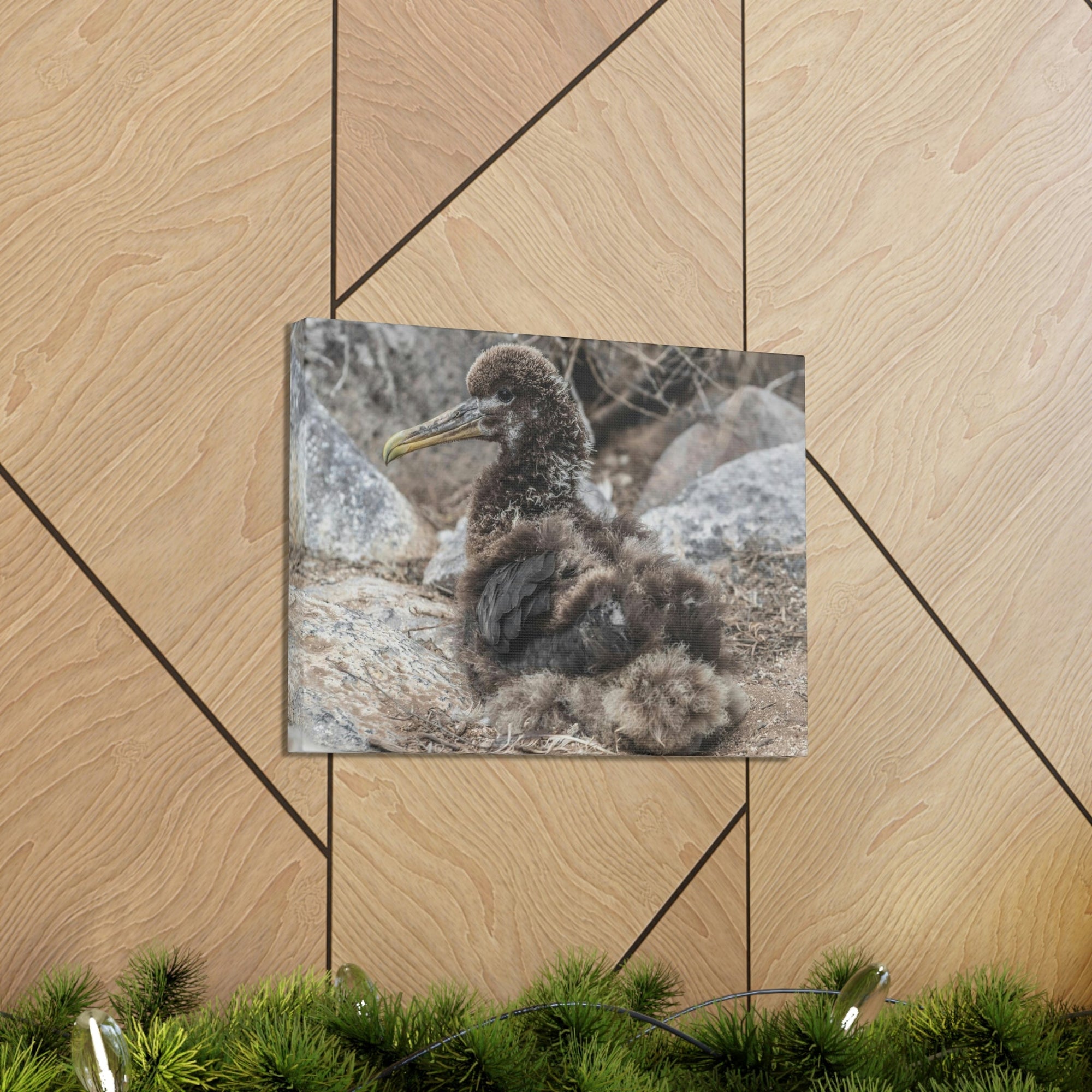 Adorable Baby Albatross Sitting Albatross Outdoor Wall Art Ready To Hang Unframed-Express Your Love Gifts