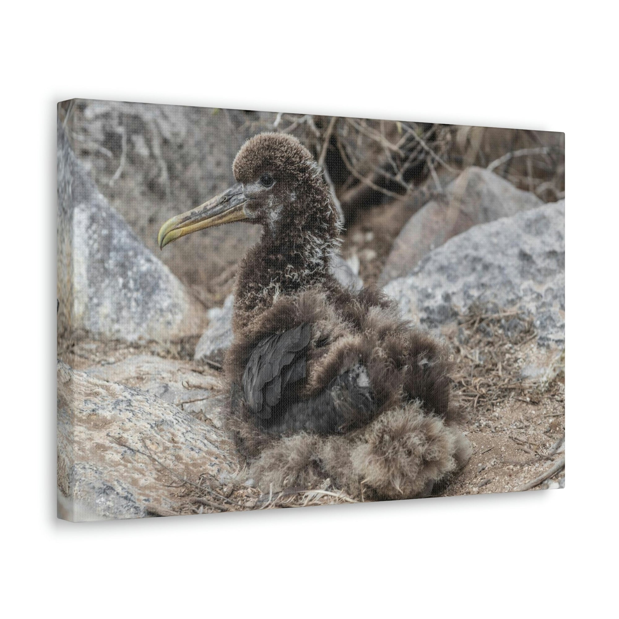 Adorable Baby Albatross Sitting Albatross Outdoor Wall Art Ready To Hang Unframed-Express Your Love Gifts