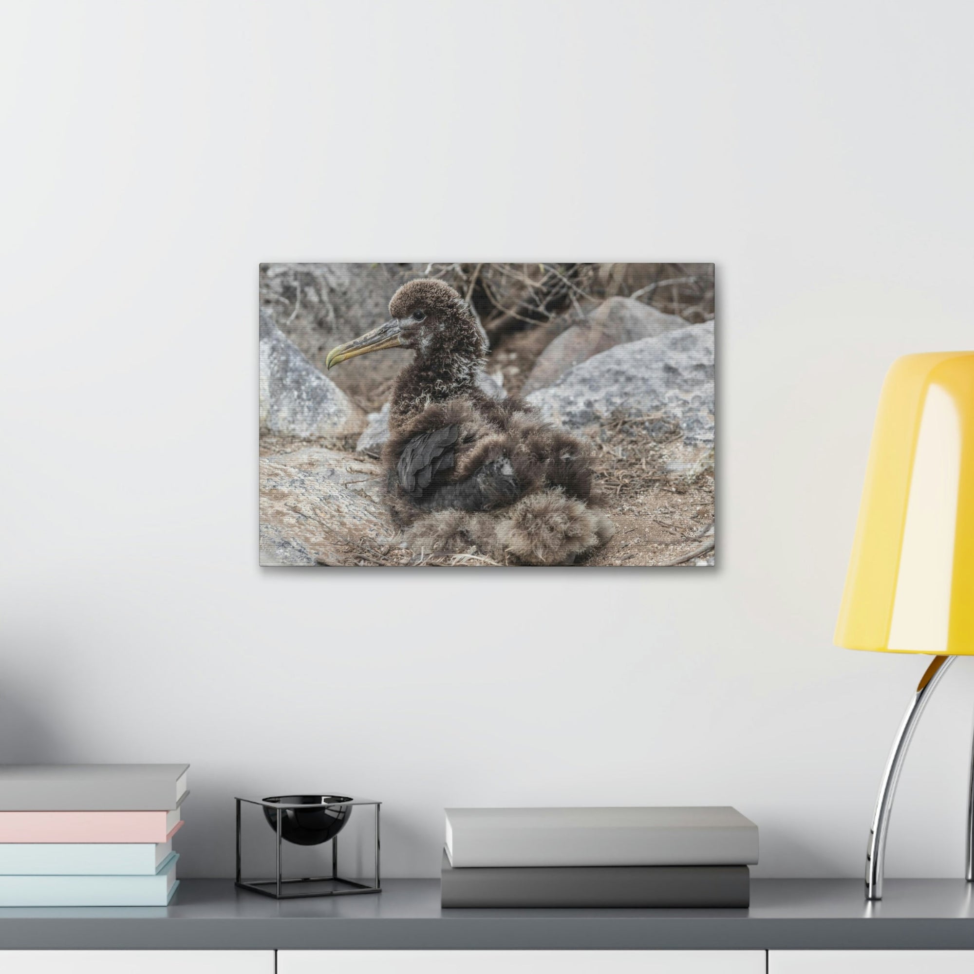 Adorable Baby Albatross Sitting Albatross Outdoor Wall Art Ready To Hang Unframed-Express Your Love Gifts