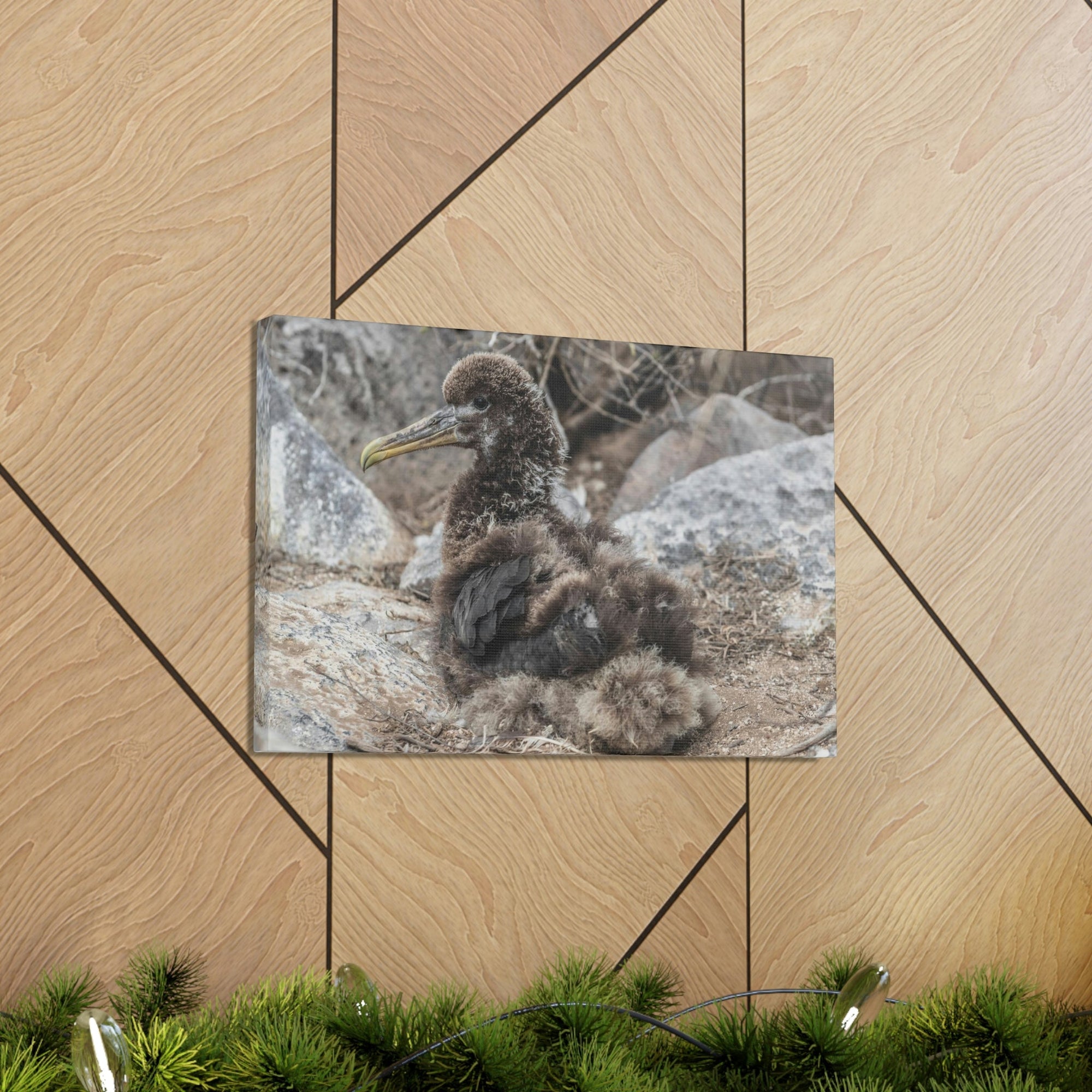 Adorable Baby Albatross Sitting Albatross Outdoor Wall Art Ready To Hang Unframed-Express Your Love Gifts