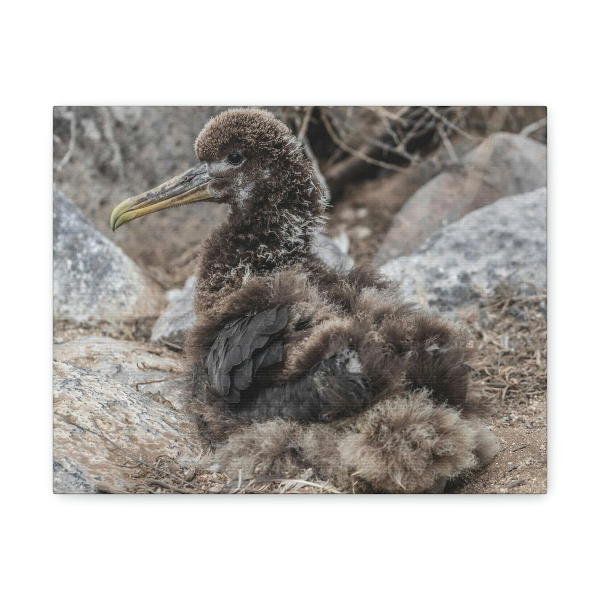 Adorable Baby Albatross Sitting Albatross Outdoor Wall Art Ready To Hang Unframed-Express Your Love Gifts