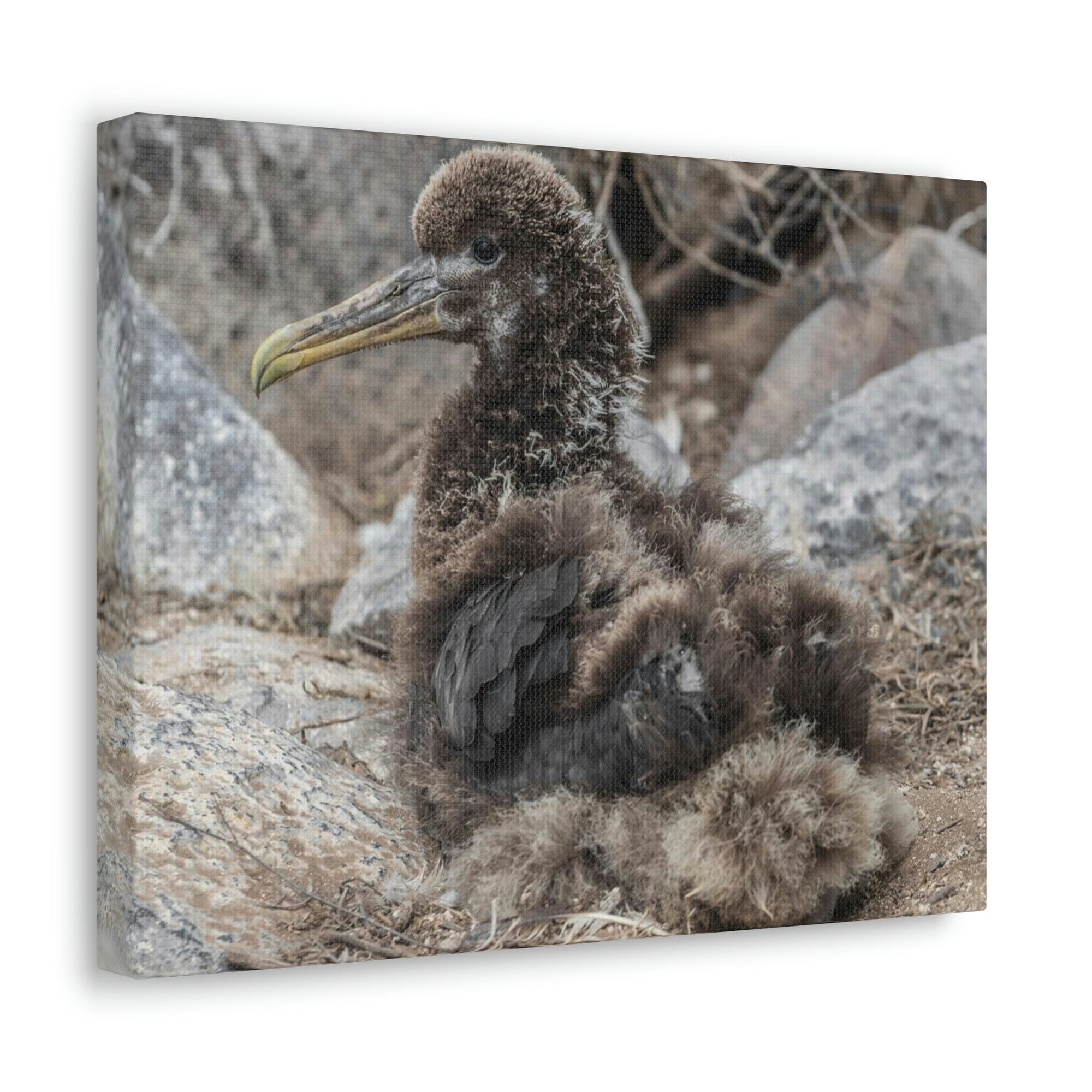 Adorable Baby Albatross Sitting Albatross Outdoor Wall Art Ready To Hang Unframed-Express Your Love Gifts