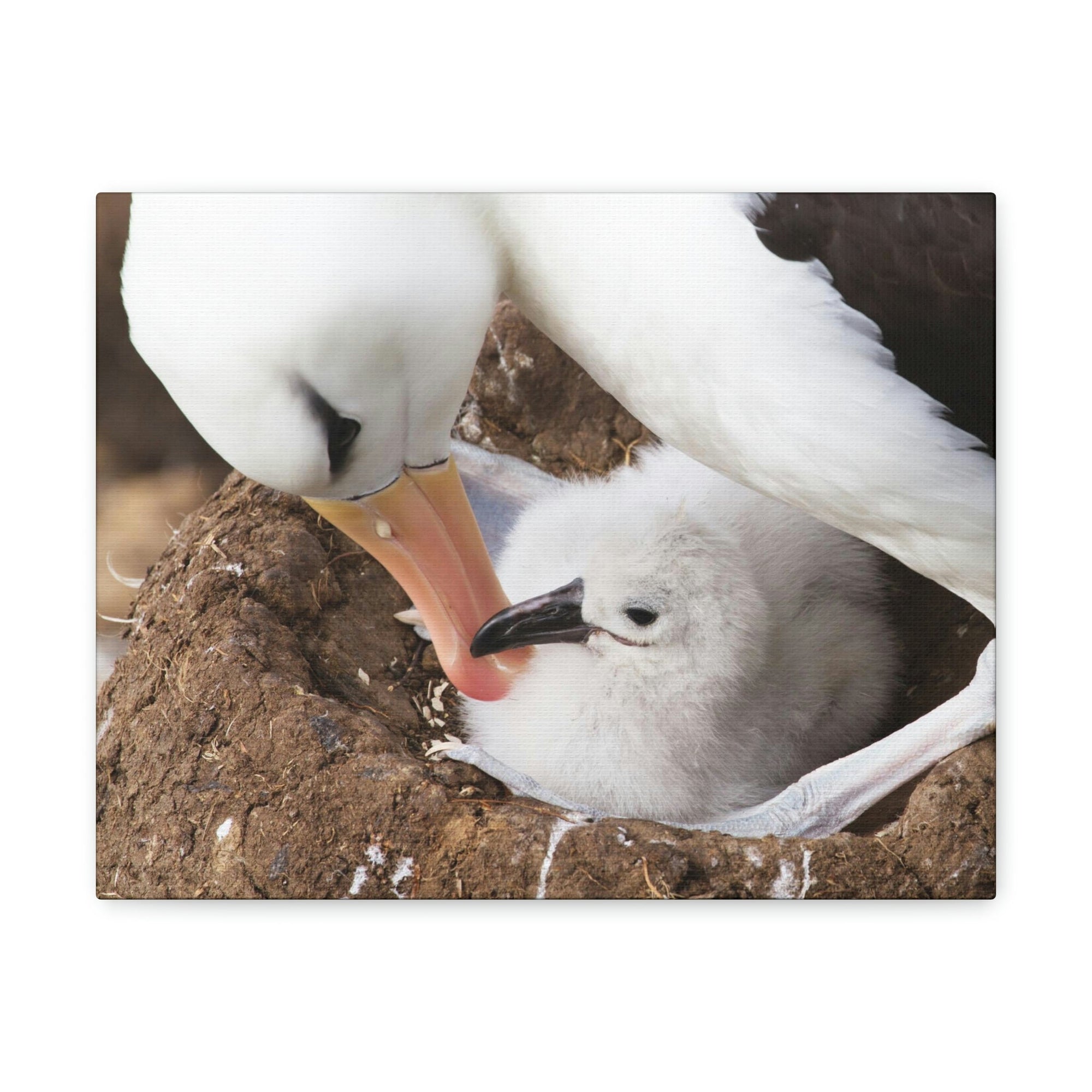 Scripture Walls Adult and Baby Albatross Print Animal Wall Art Wildlife Canvas Prints Wall Art Ready to Hang Unframed-Express Your Love Gifts