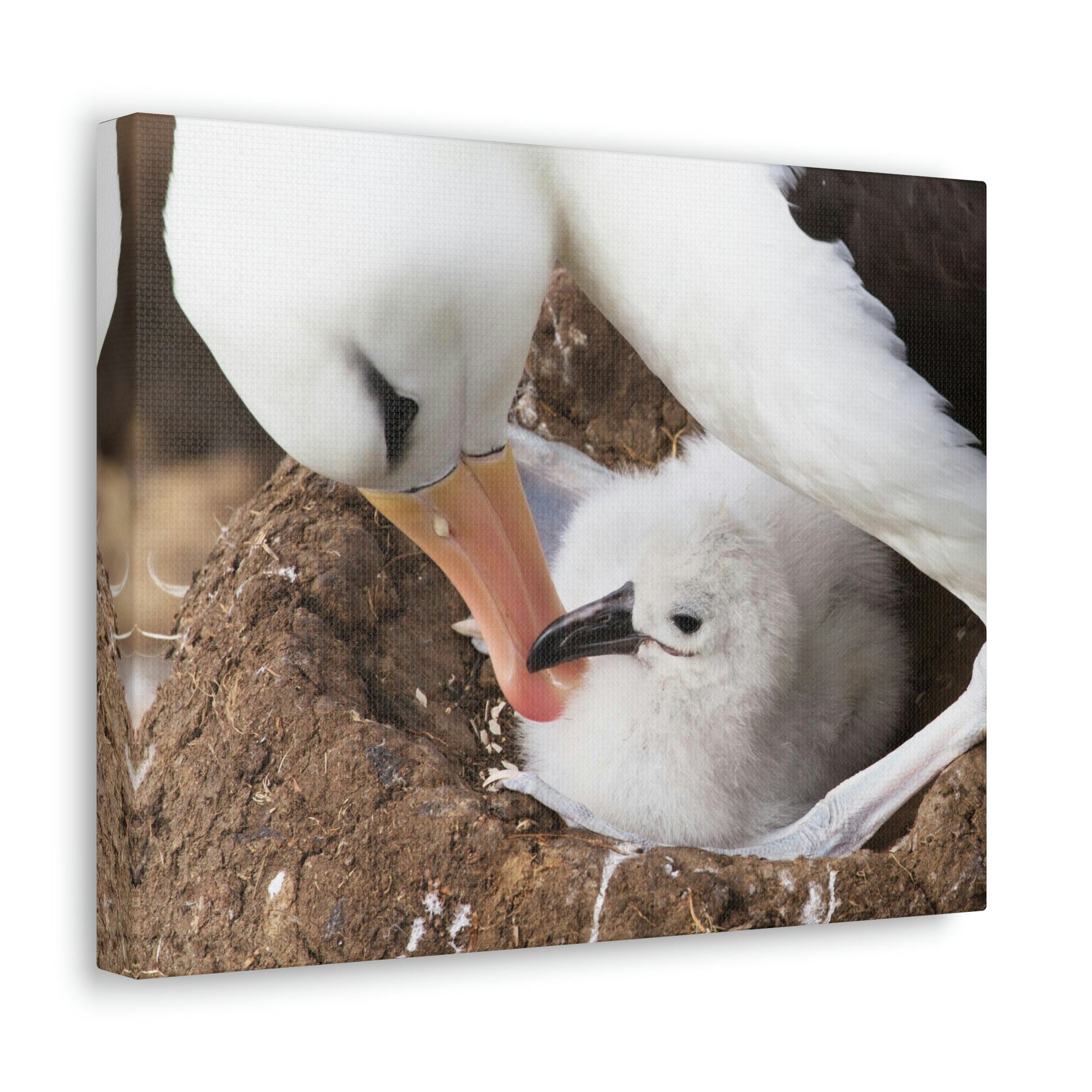 Scripture Walls Adult and Baby Albatross Print Animal Wall Art Wildlife Canvas Prints Wall Art Ready to Hang Unframed-Express Your Love Gifts