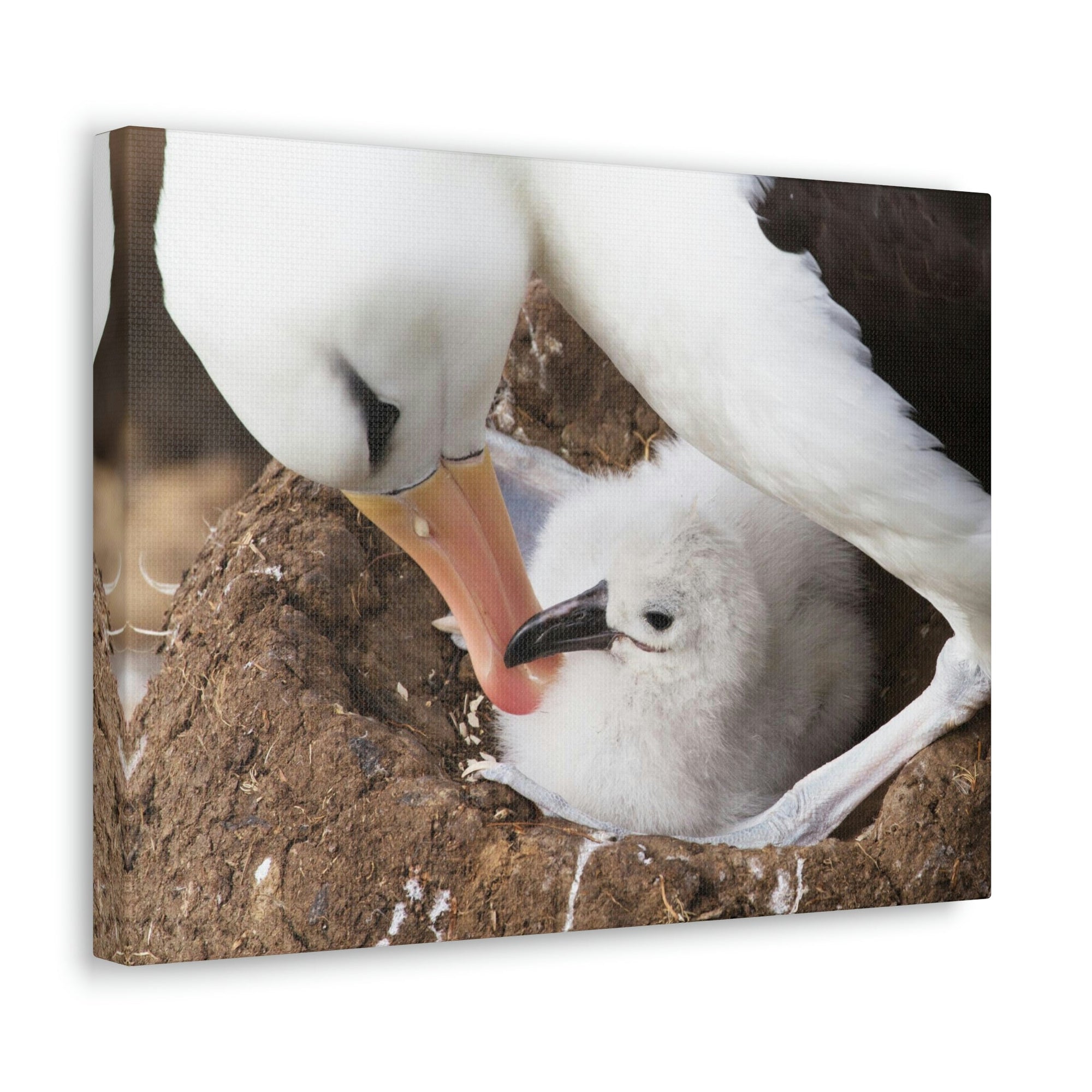 Scripture Walls Adult and Baby Albatross Print Animal Wall Art Wildlife Canvas Prints Wall Art Ready to Hang Unframed-Express Your Love Gifts