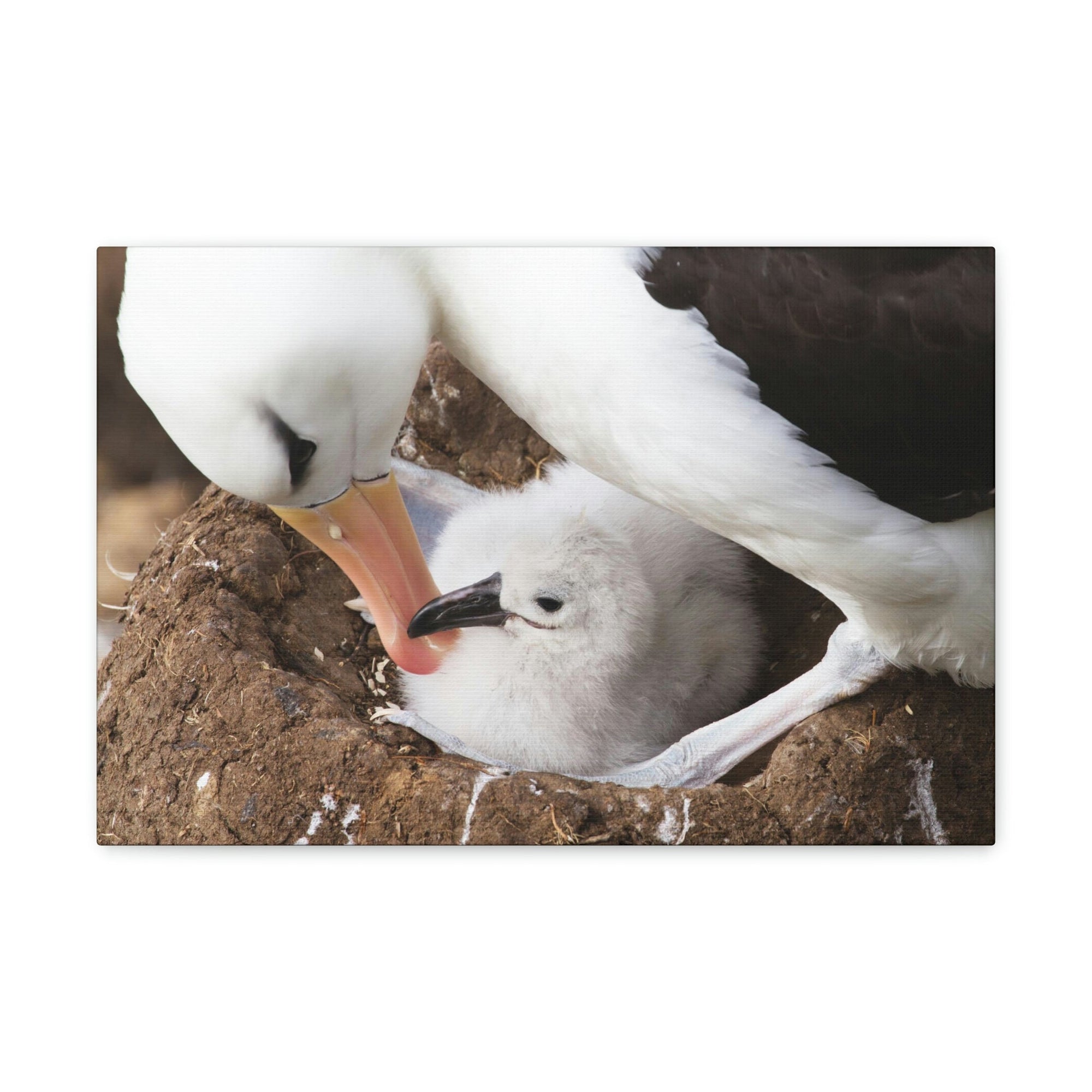 Scripture Walls Adult and Baby Albatross Print Animal Wall Art Wildlife Canvas Prints Wall Art Ready to Hang Unframed-Express Your Love Gifts