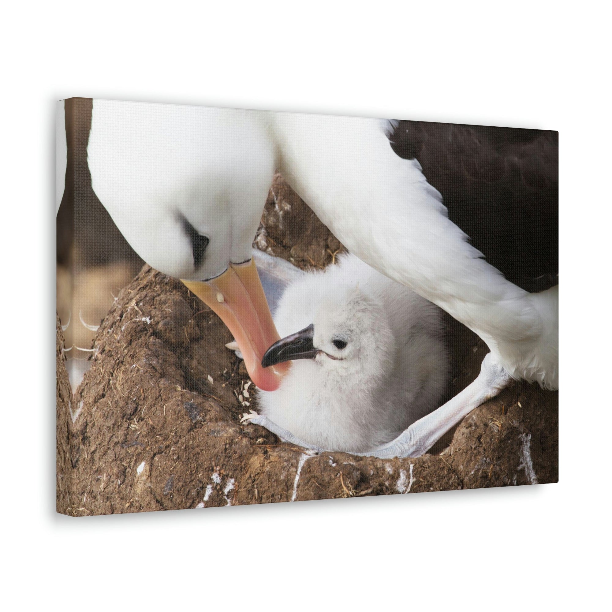 Scripture Walls Adult and Baby Albatross Print Animal Wall Art Wildlife Canvas Prints Wall Art Ready to Hang Unframed-Express Your Love Gifts