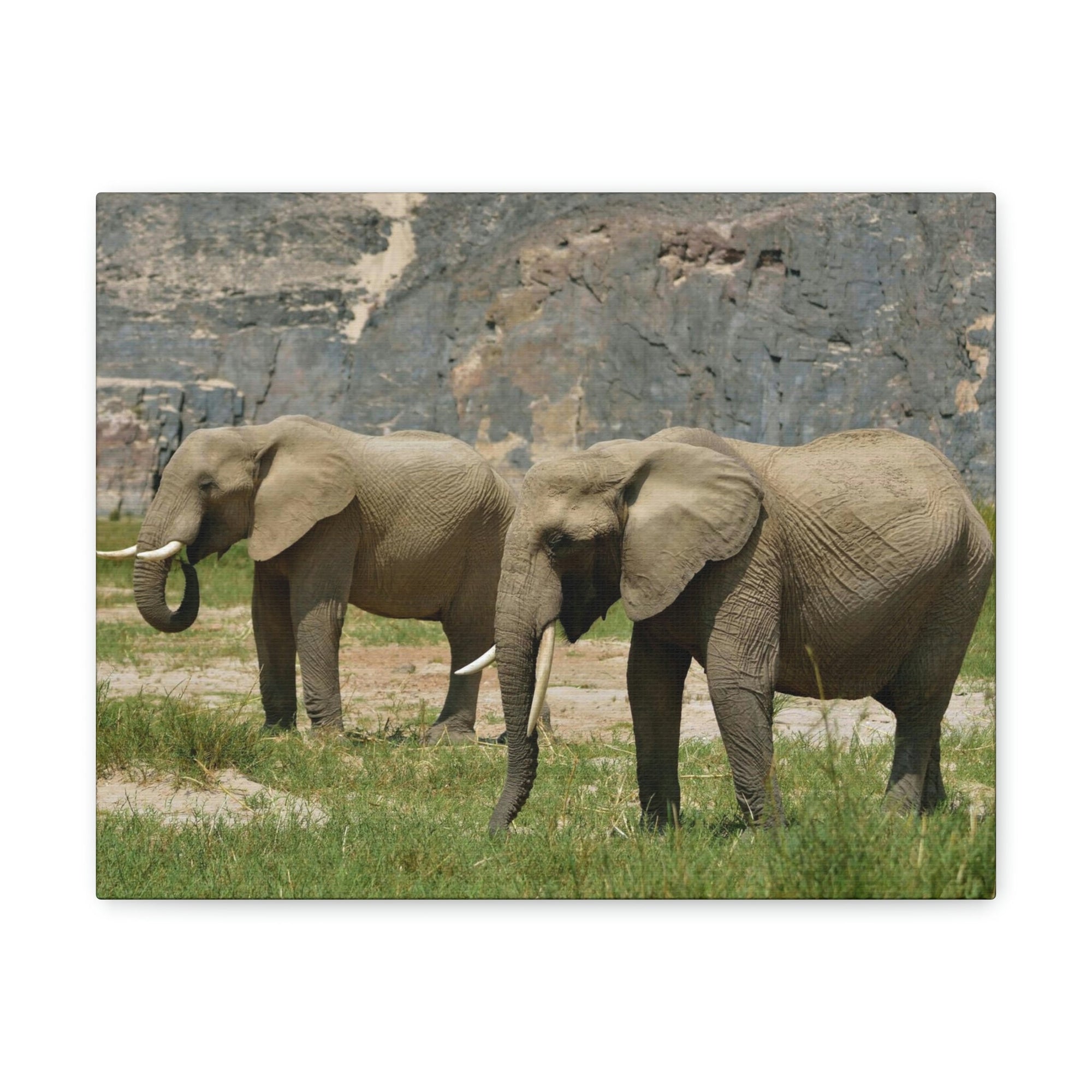 Scripture Walls African Elephant Couple African Elephant Troop Print Animal Wall Art Wildlife Canvas Prints Wall Art Ready to Hang Unframed-Express Your Love Gifts