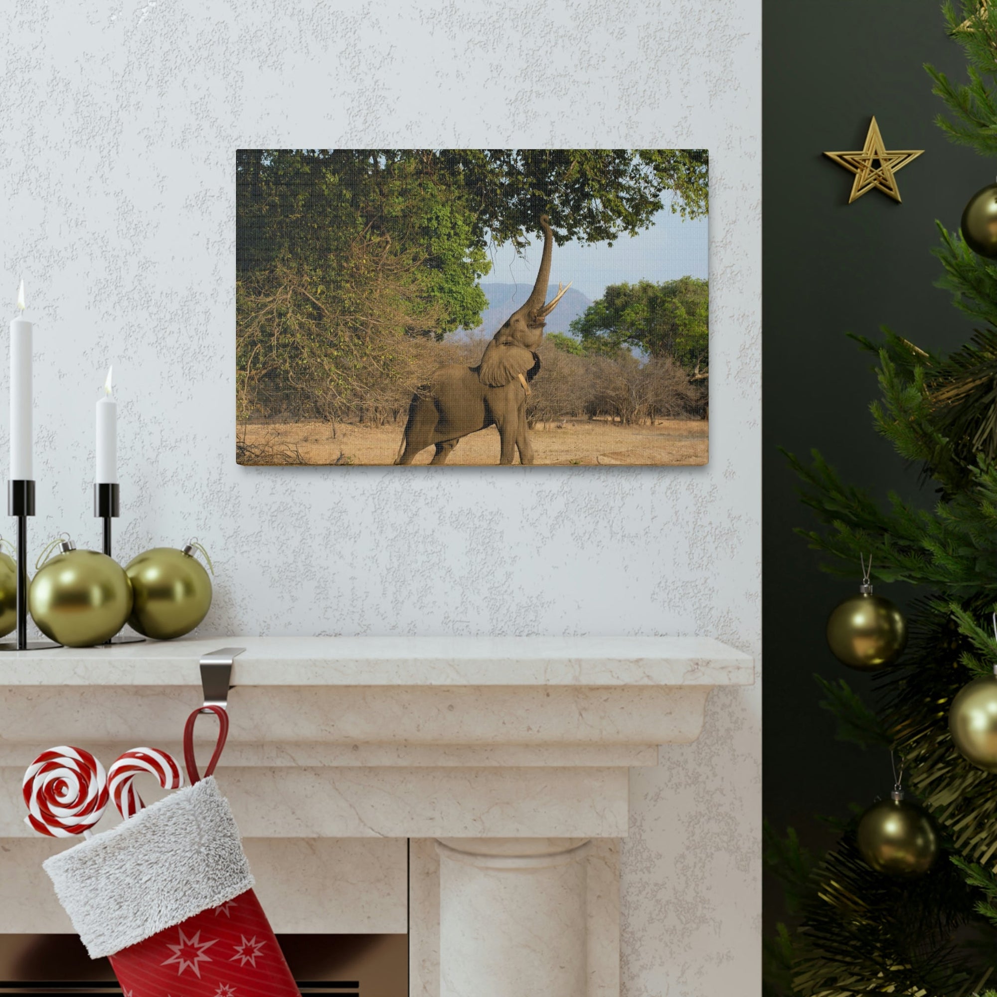 African Elephant Reaching Food Using Trunk Hungry African Elephant Outdoor Wall Art Ready to Hang Unframed-Express Your Love Gifts