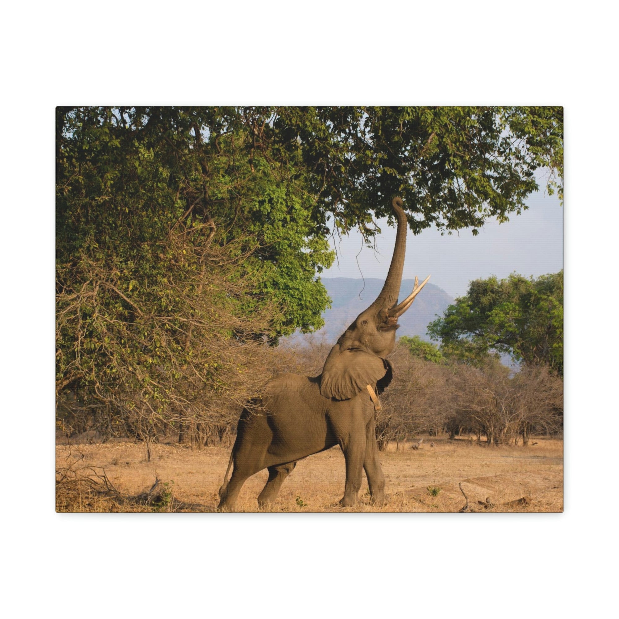 African Elephant Reaching Food Using Trunk Hungry African Elephant Outdoor Wall Art Ready to Hang Unframed-Express Your Love Gifts