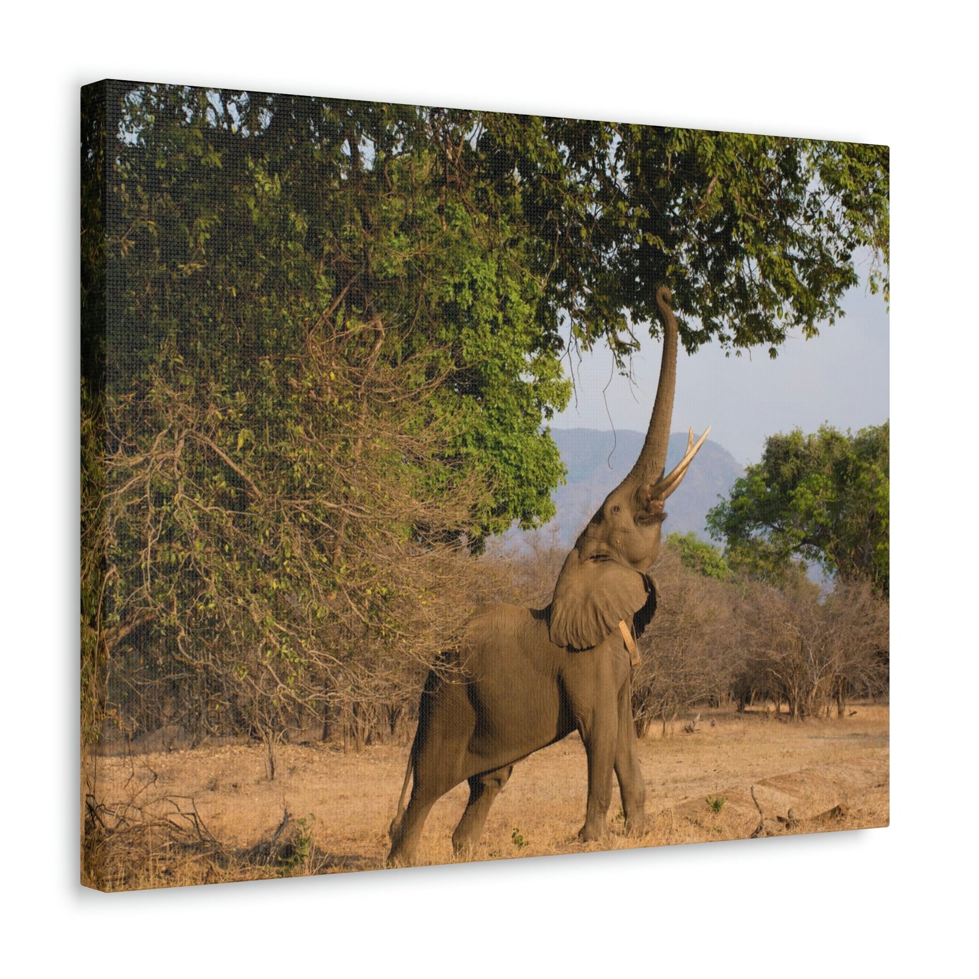 African Elephant Reaching Food Using Trunk Hungry African Elephant Outdoor Wall Art Ready to Hang Unframed-Express Your Love Gifts