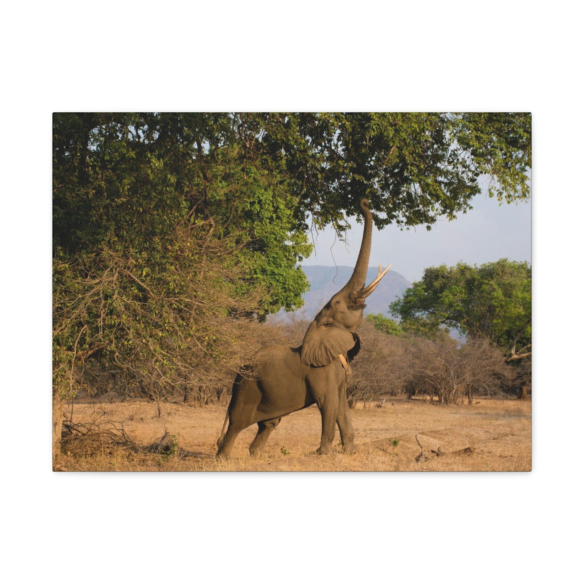 African Elephant Reaching Food Using Trunk Hungry African Elephant Outdoor Wall Art Ready to Hang Unframed-Express Your Love Gifts