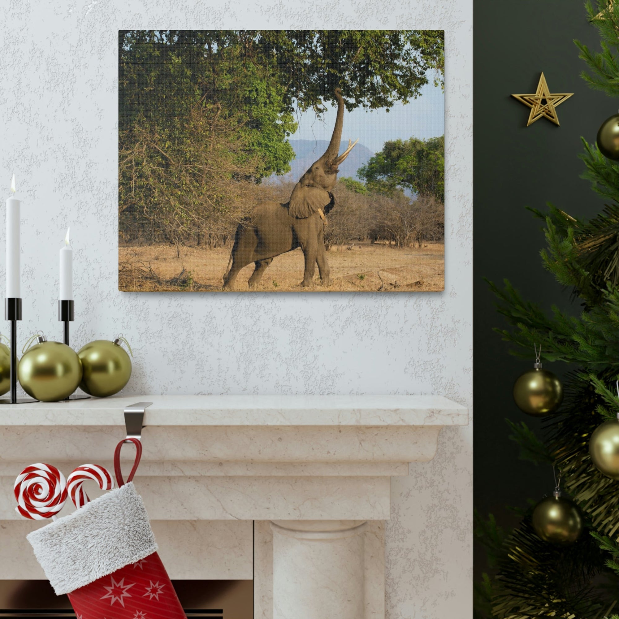 African Elephant Reaching Food Using Trunk Hungry African Elephant Outdoor Wall Art Ready to Hang Unframed-Express Your Love Gifts