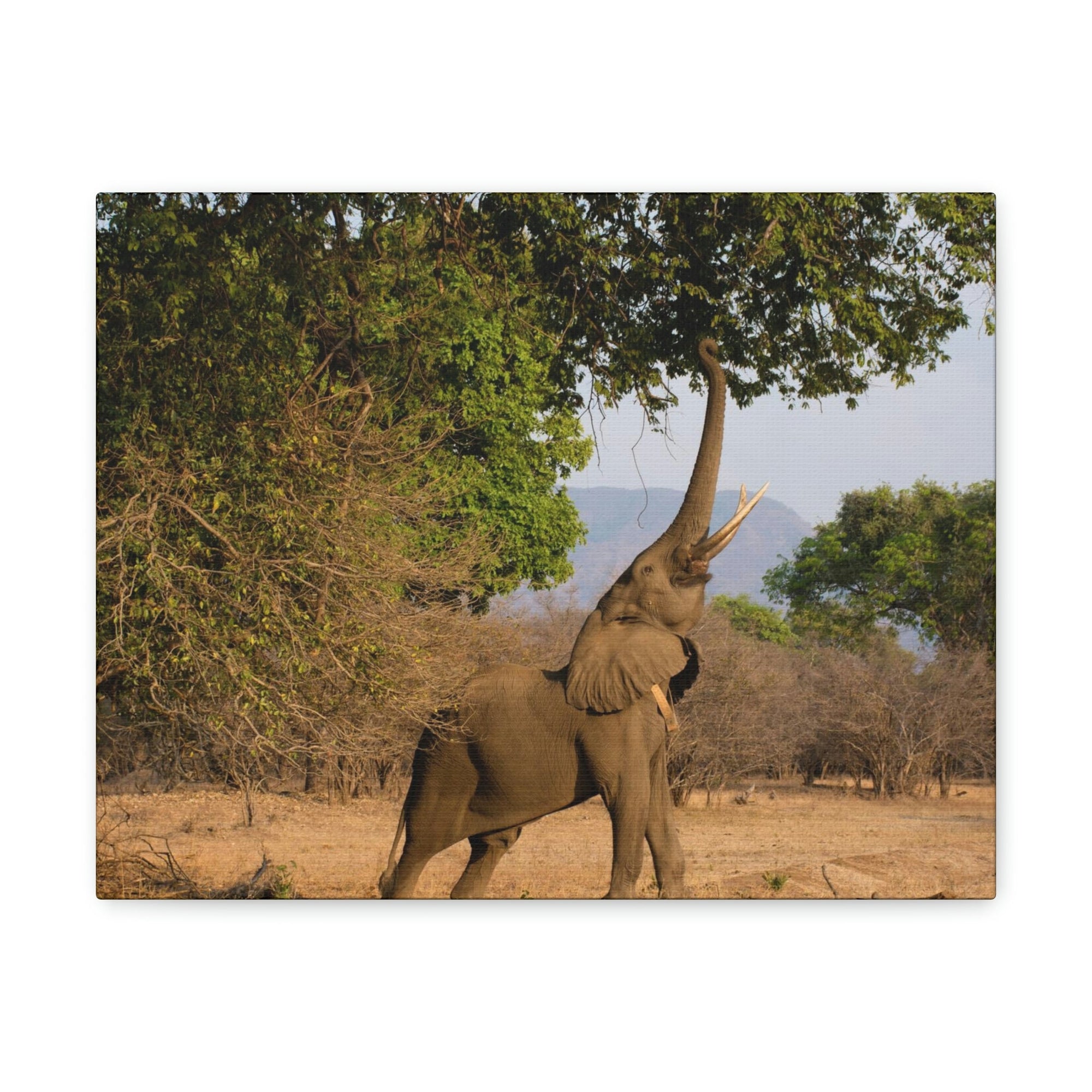 African Elephant Reaching Food Using Trunk Hungry African Elephant Outdoor Wall Art Ready to Hang Unframed-Express Your Love Gifts